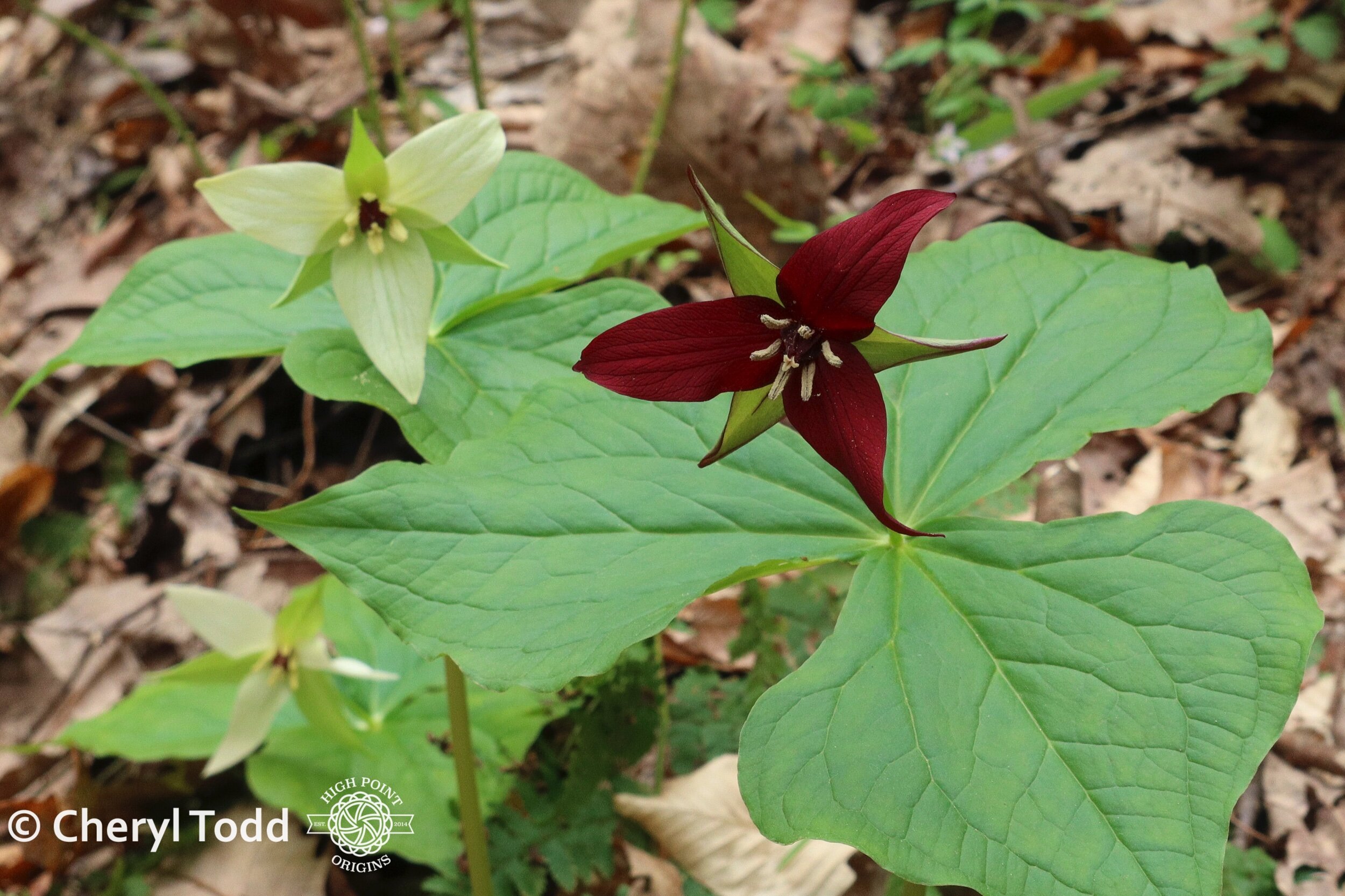 Red Trillium - Wake Robin