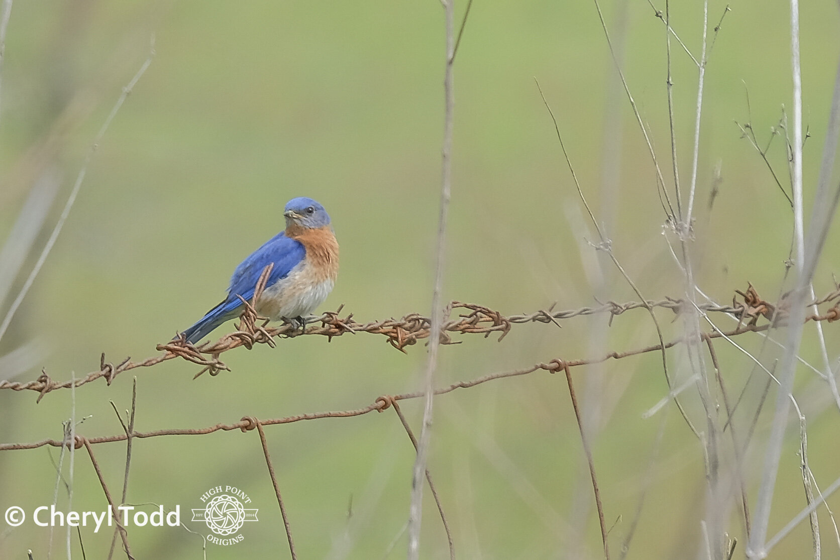 Eastern Bluebird