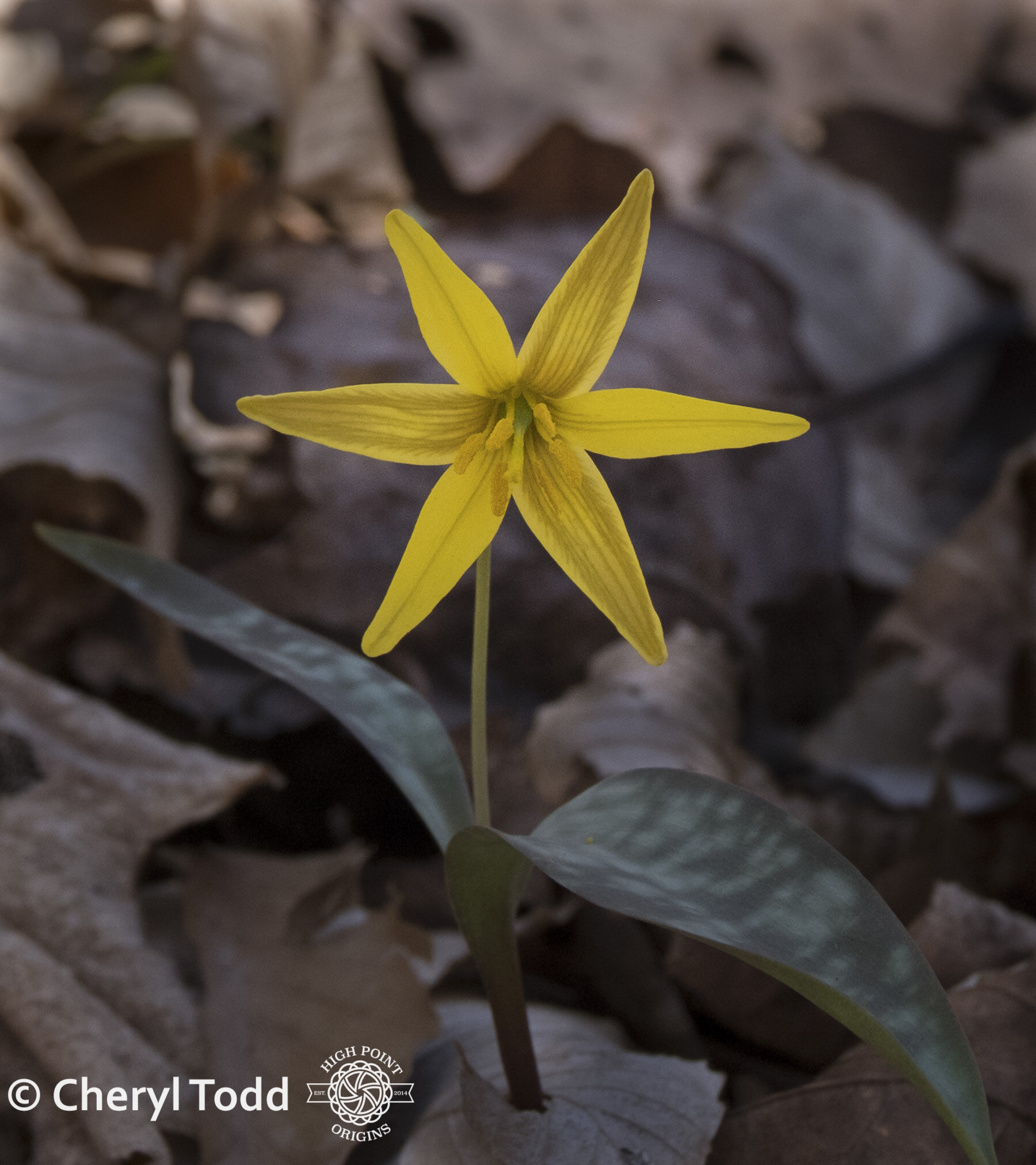 Goldenstar Lily 