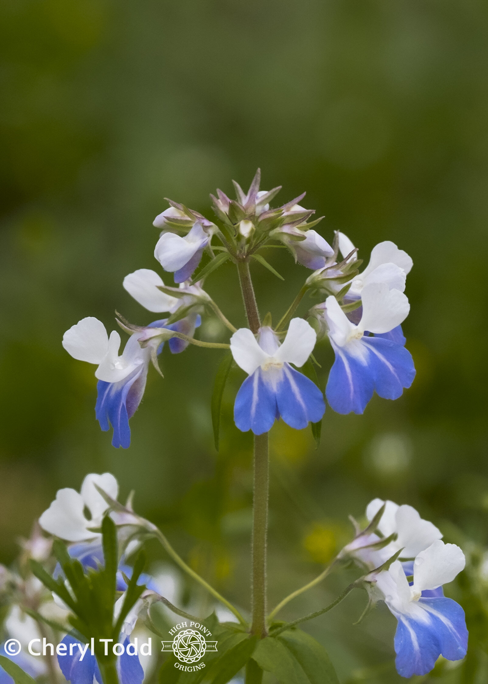 Blue-eyed Mary Cluster