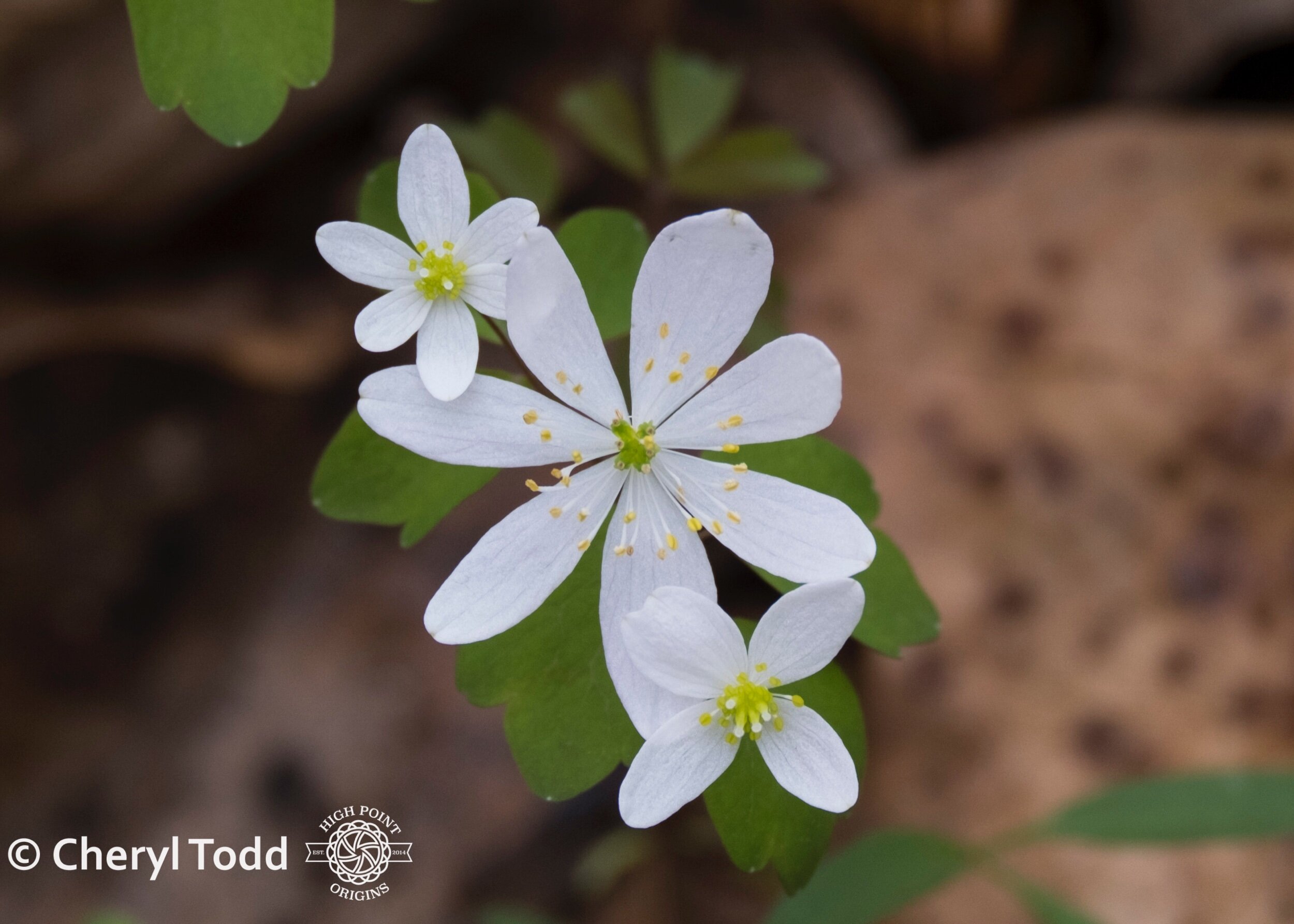 Rue Anemone