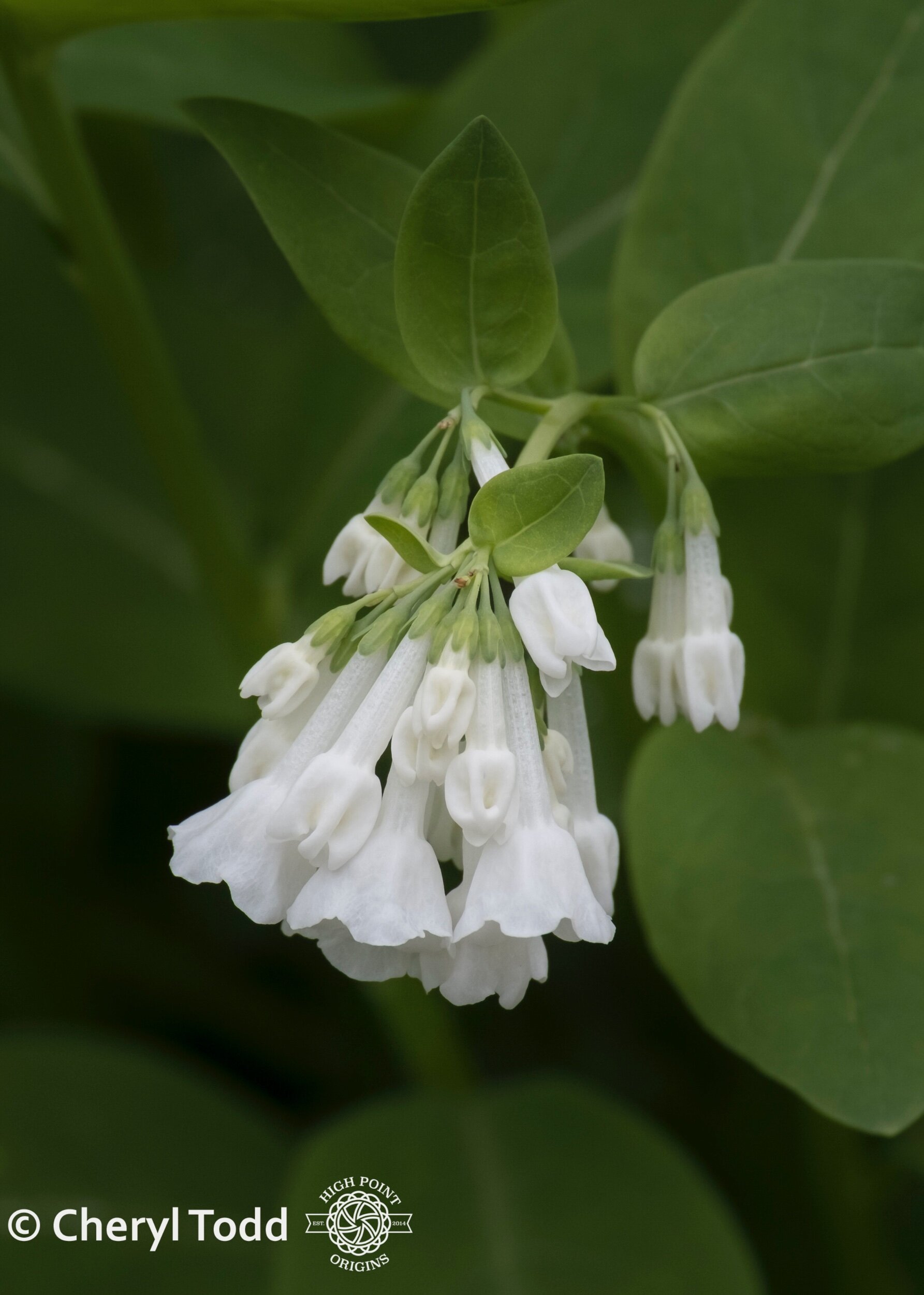 Virginia Bluebell White Form