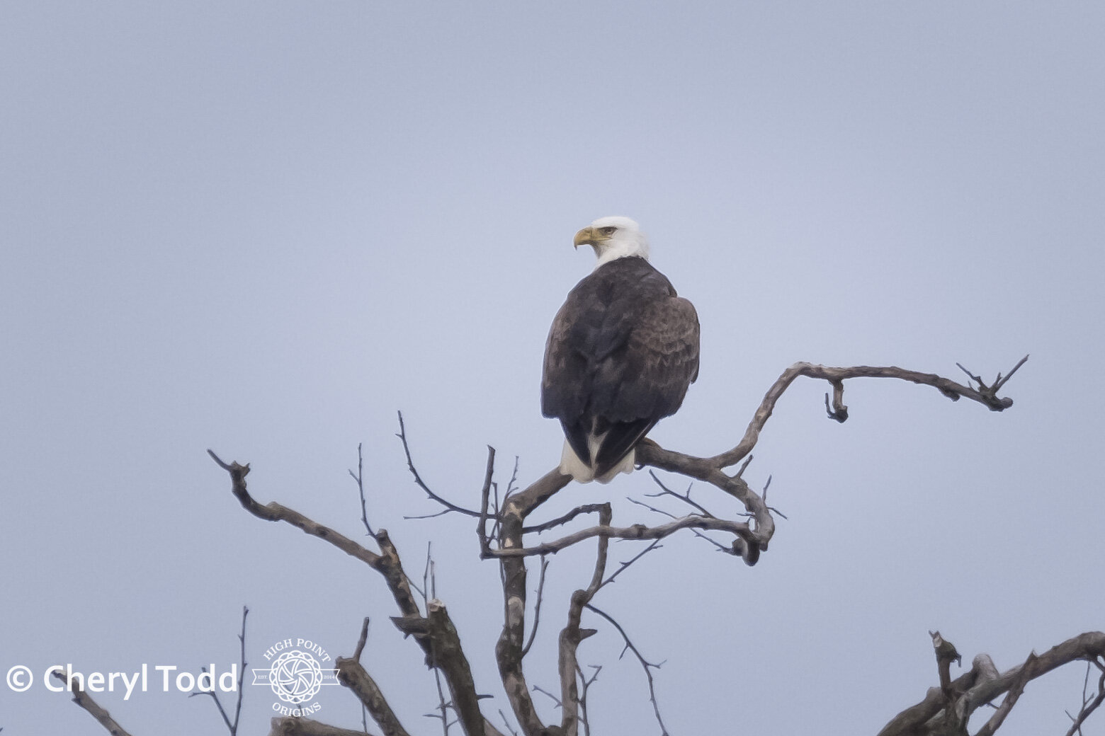 Bald Eagle