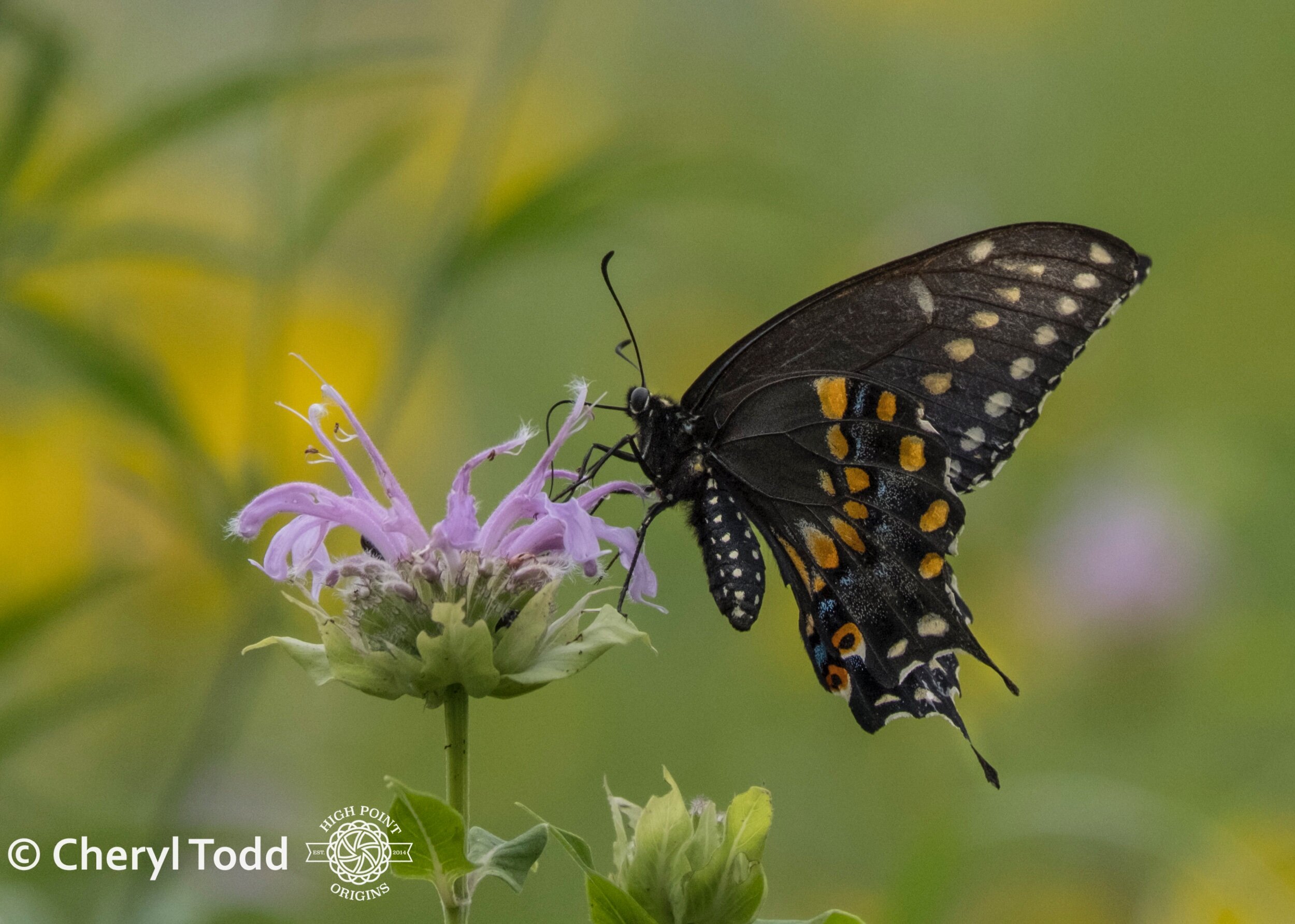 Spice bush Swallowtail and Bee Balm