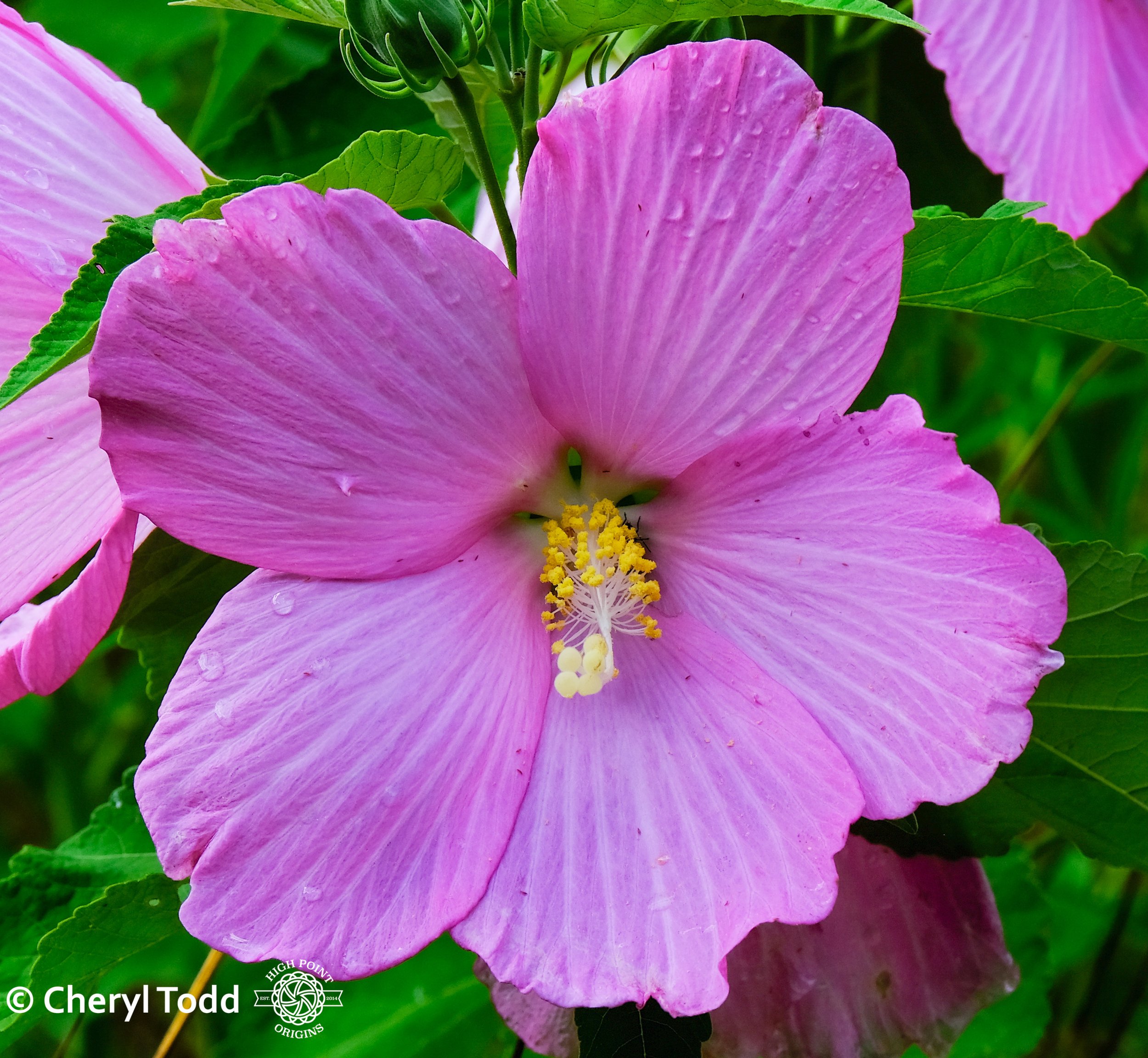 Swamp Rose Mallow in Bloom