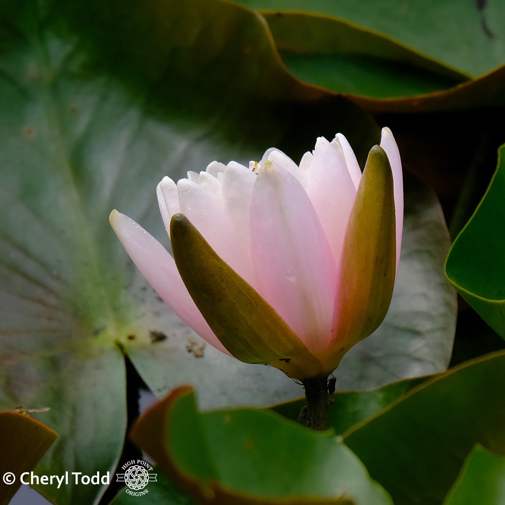 Water Lily Opening