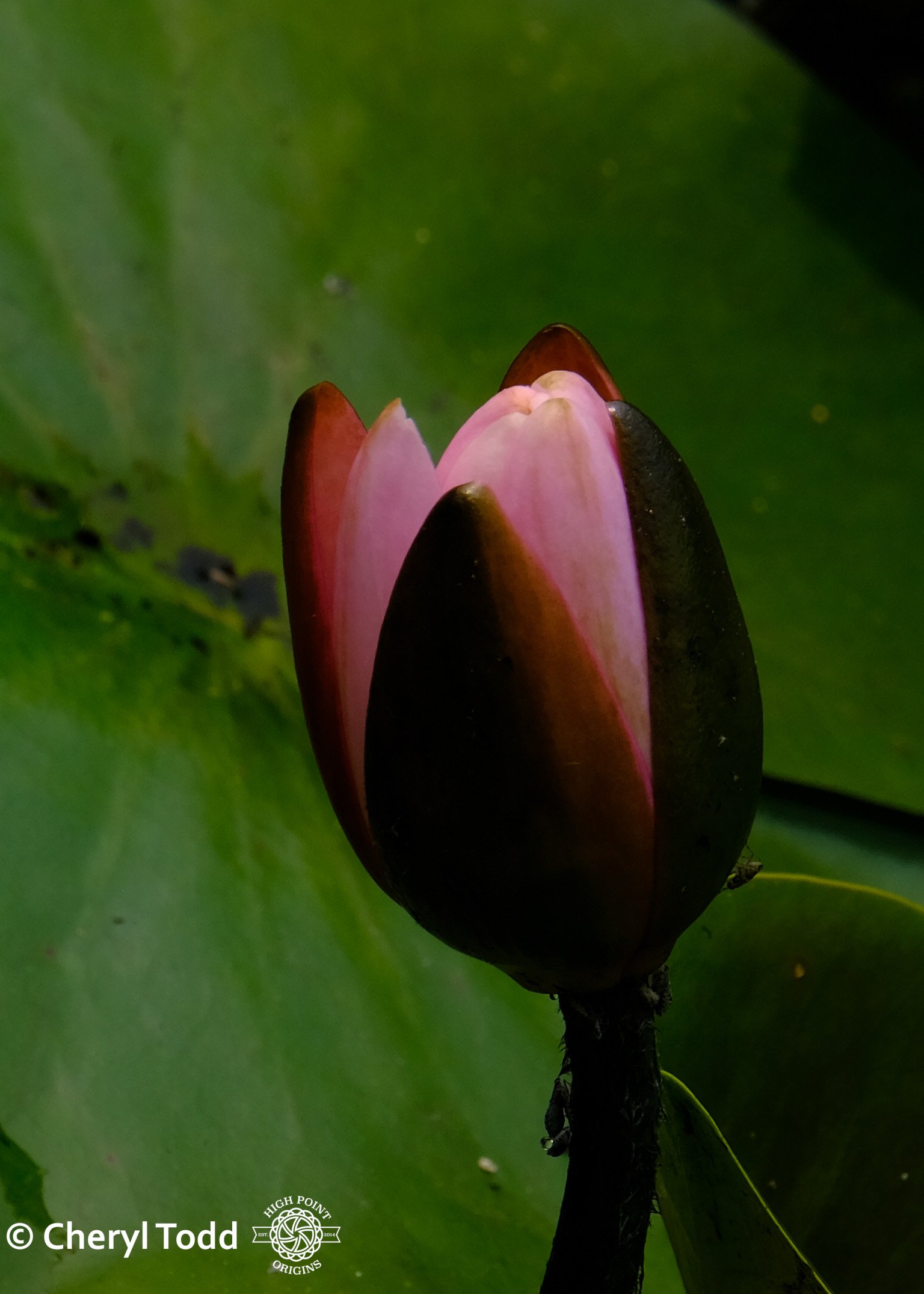 Water Lily Bud