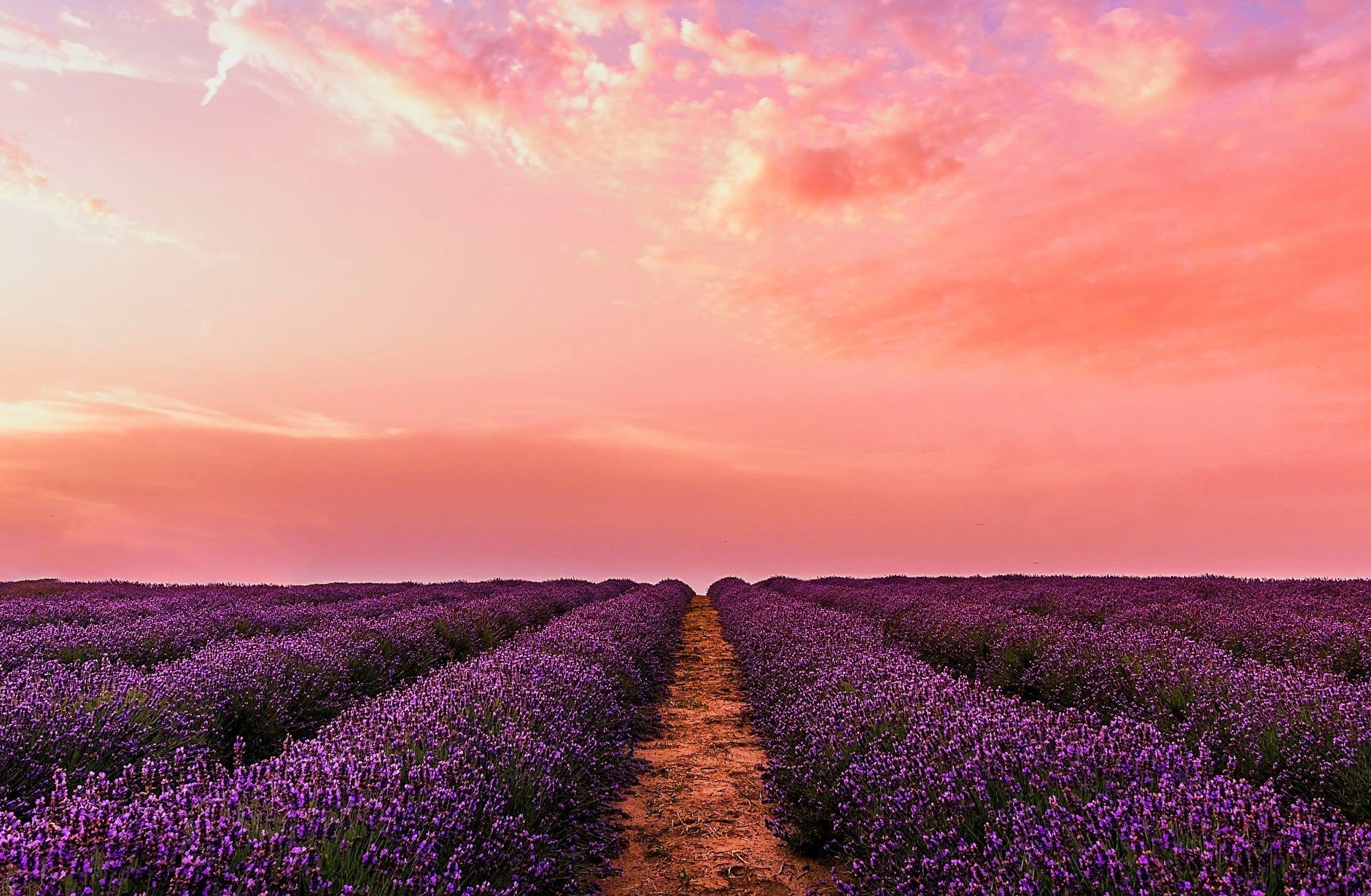 Field+of+lavender+with+pink+skies+-+Copy.jpg