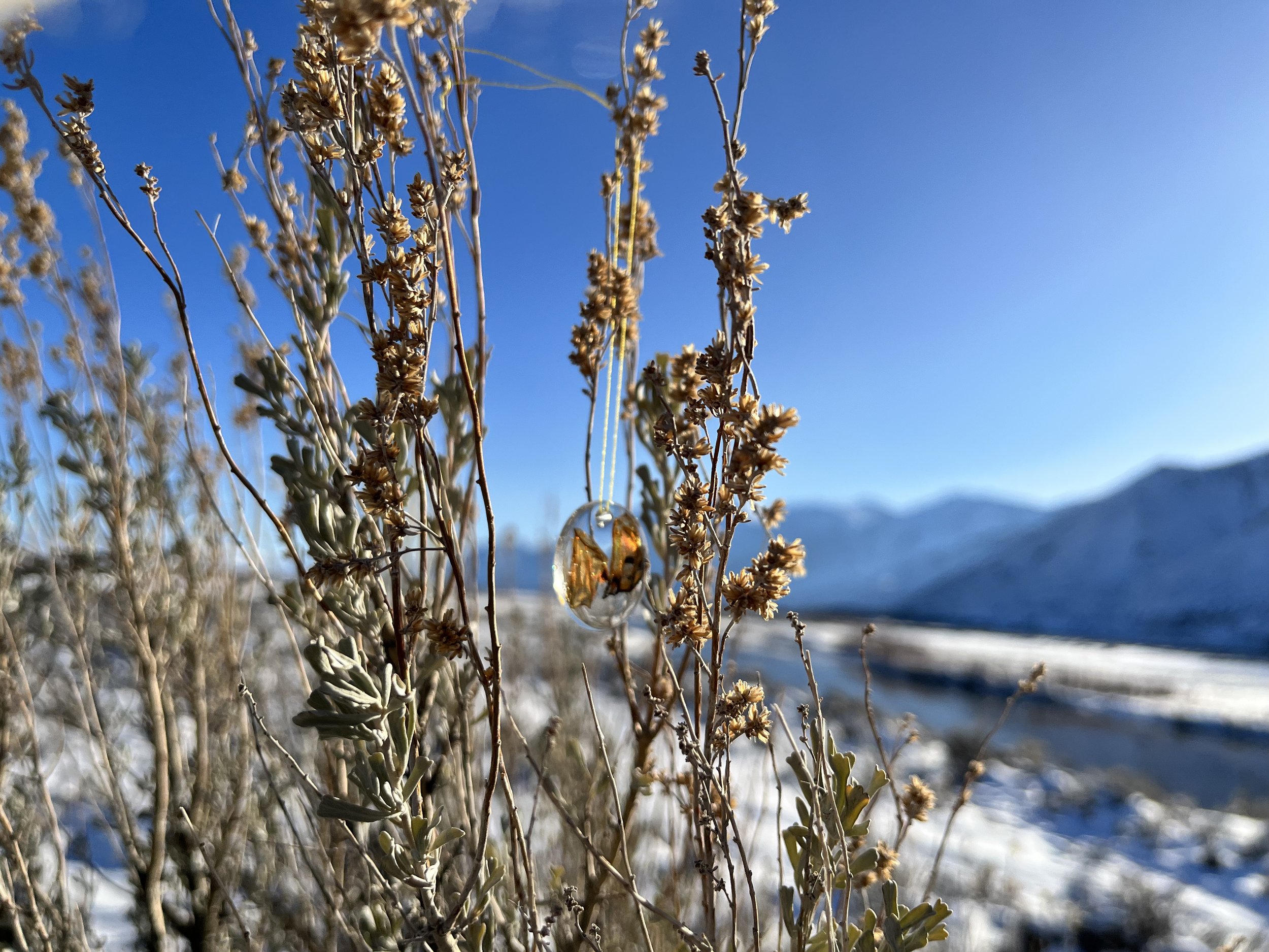 River fork ranch butterflies 2.jpg