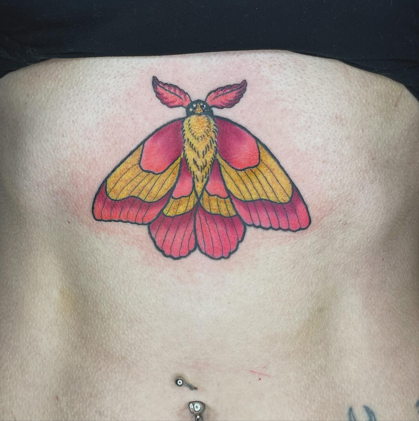 Fun rosy maple moth from today 🦋 
.
.
.
.
.
.
First you dip, then you rip. Thanks for looking. Link in bio to book 🤙🏾