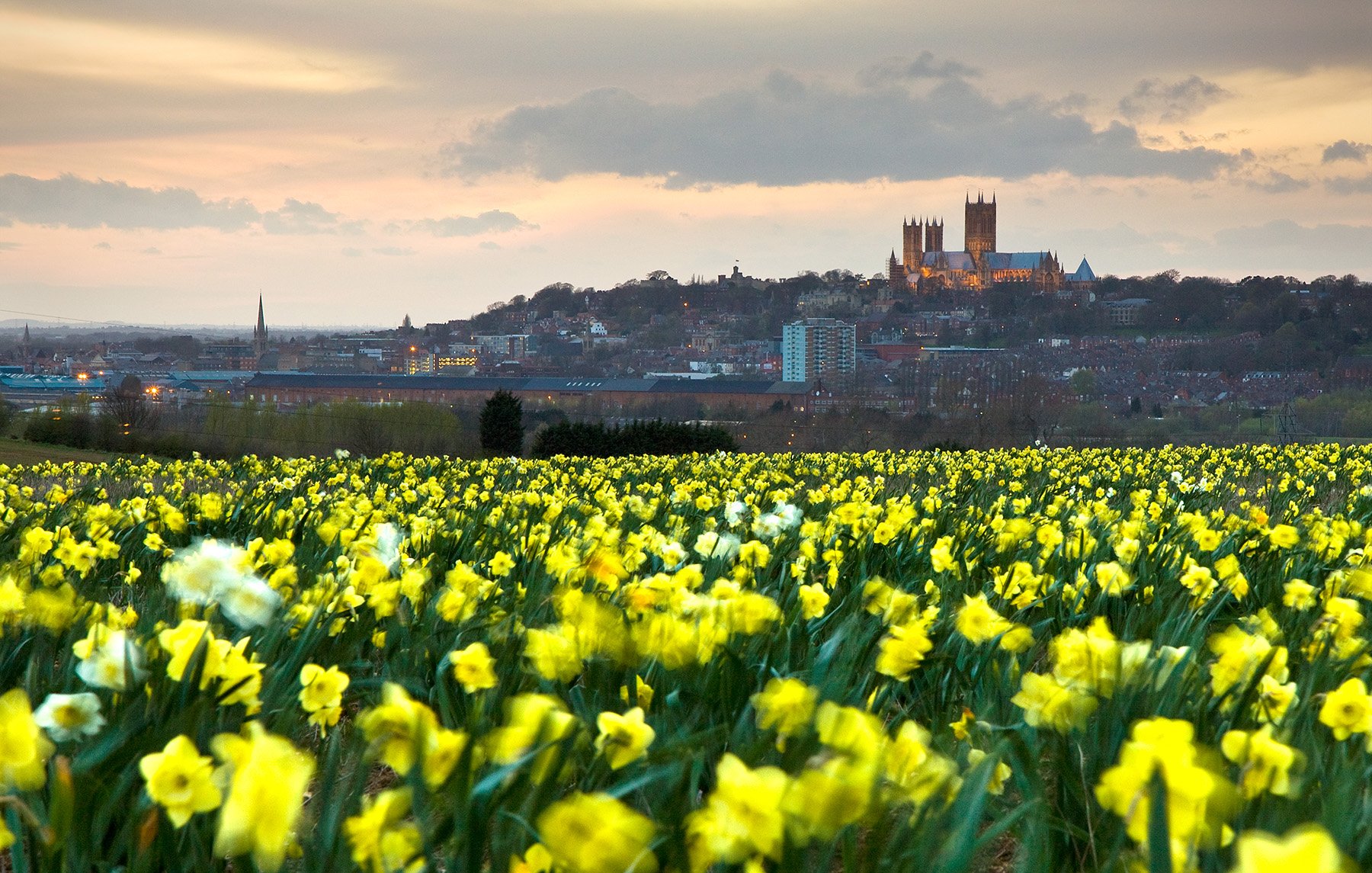 cathedral & daffodils1.jpg