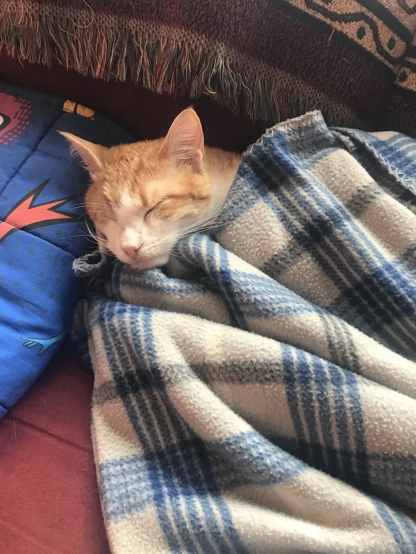 Spice in a Blanket NO. 1.jpg