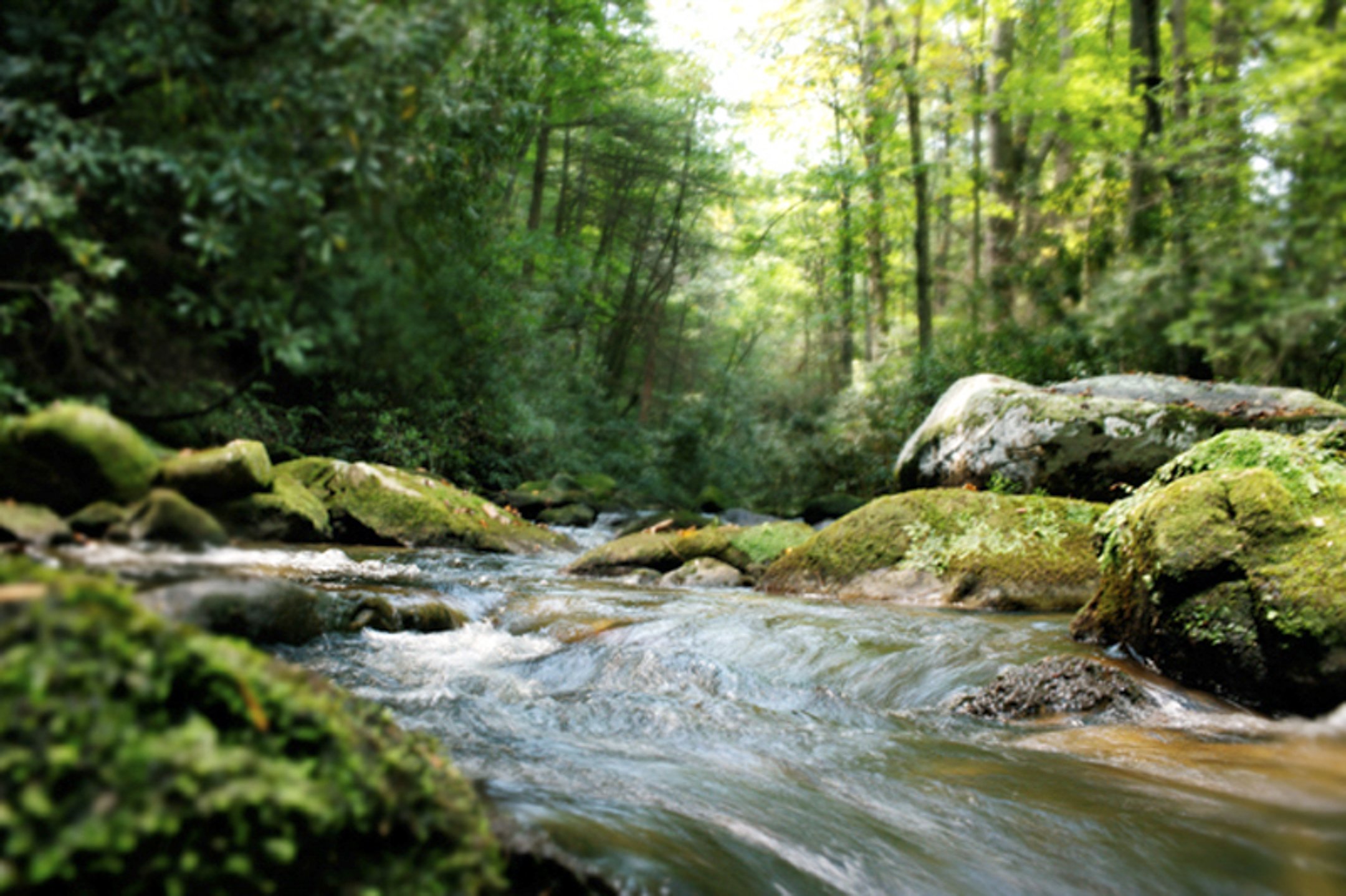 janeizard-20130314-river.jpg