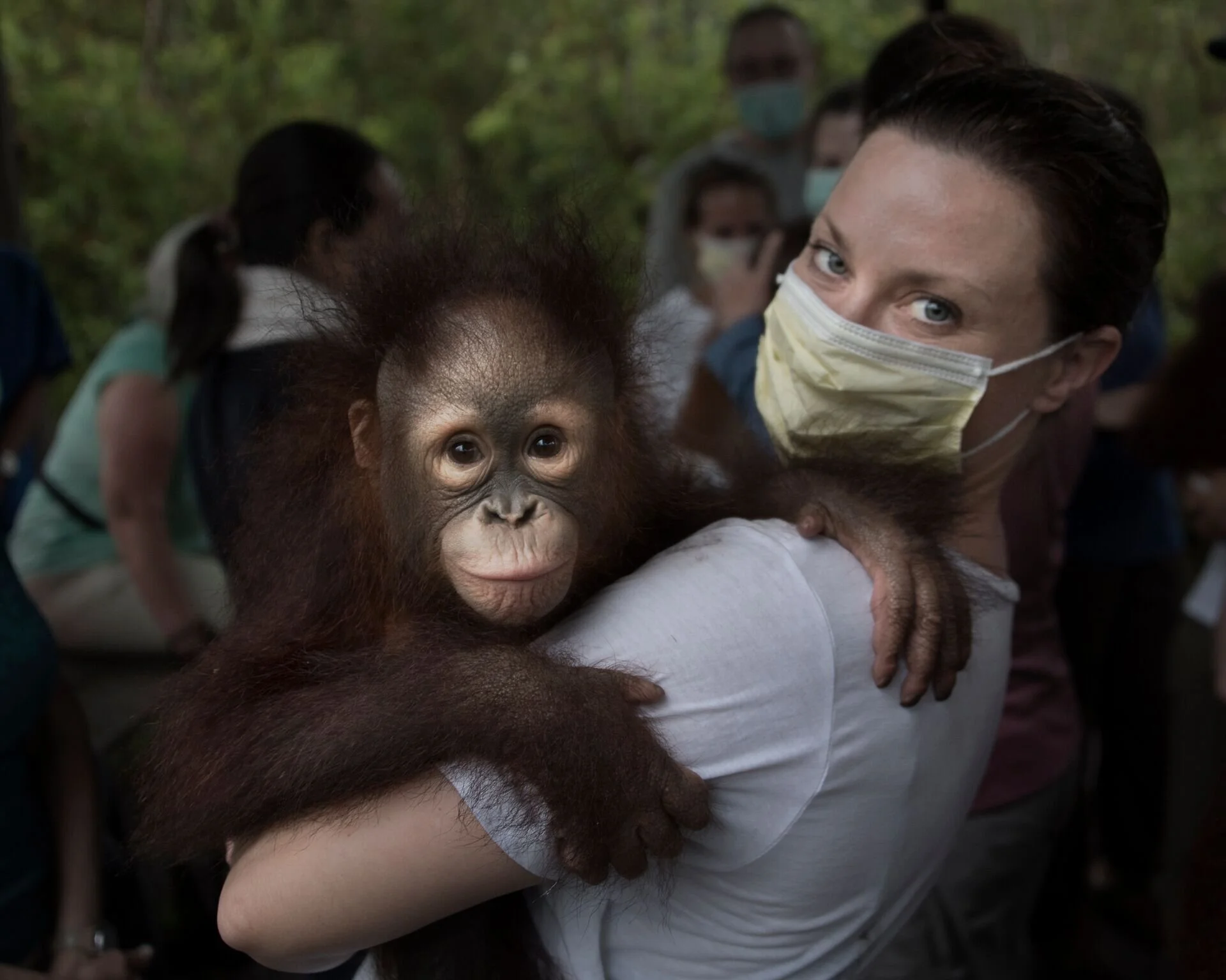January Thompson holding an orphaned Orangutan in the Borneo Rainforest with Brirute’ Galdikas at Orangutan Foundation International.