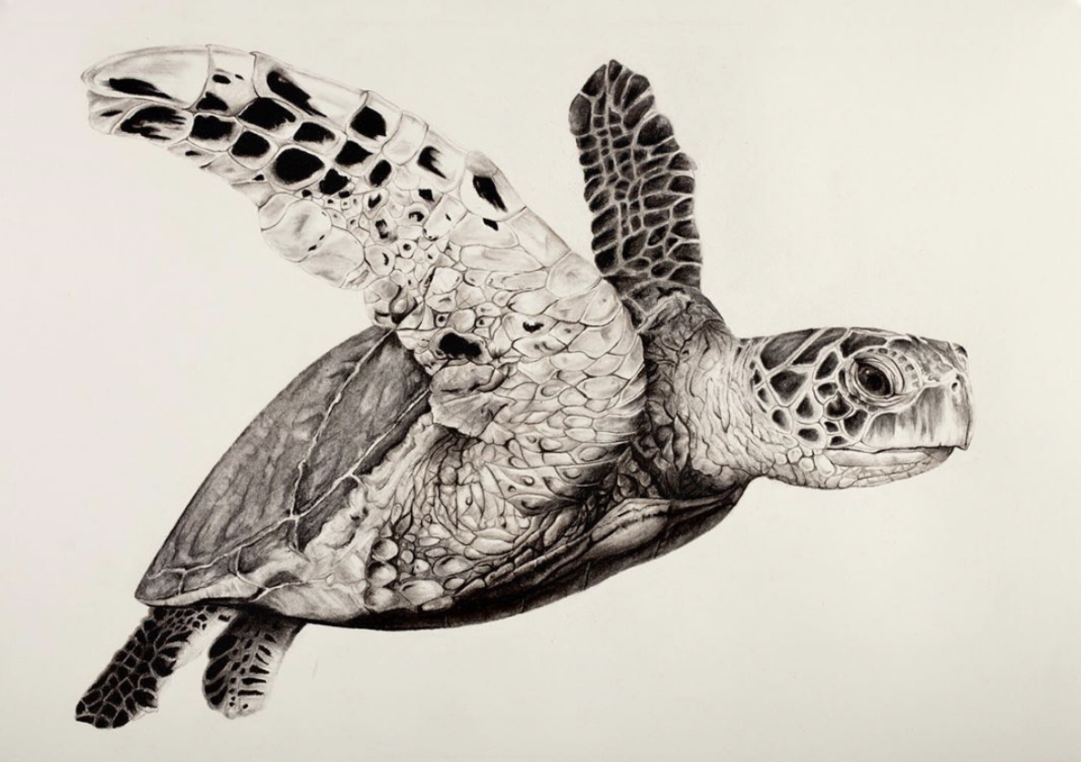 Hawksbill Turtle