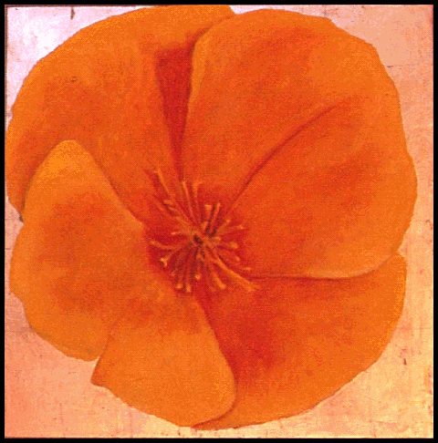 California Poppy