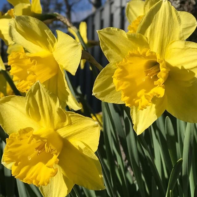 Spring is showing up!  How do you show up?