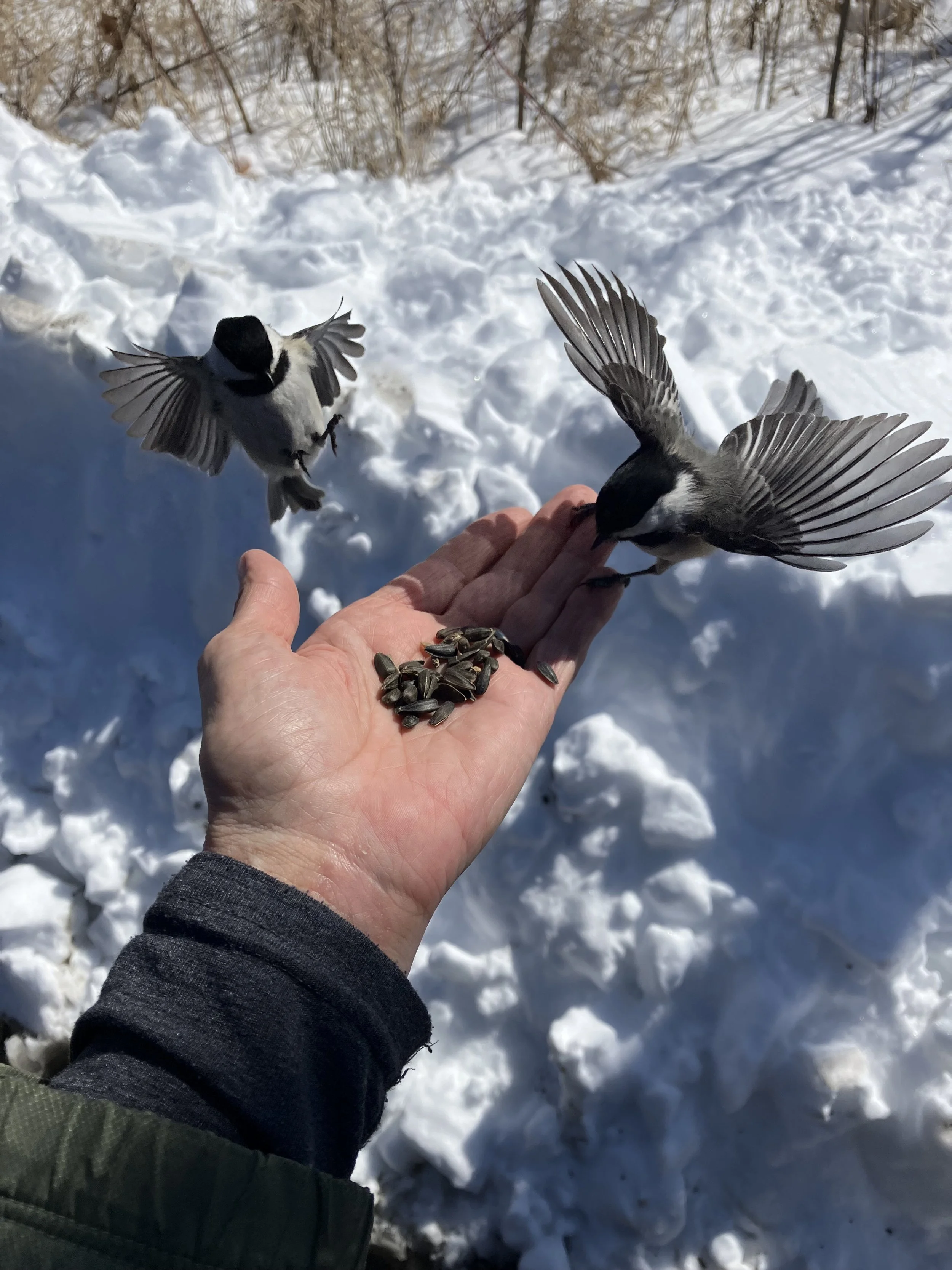 The Paradox of Desire