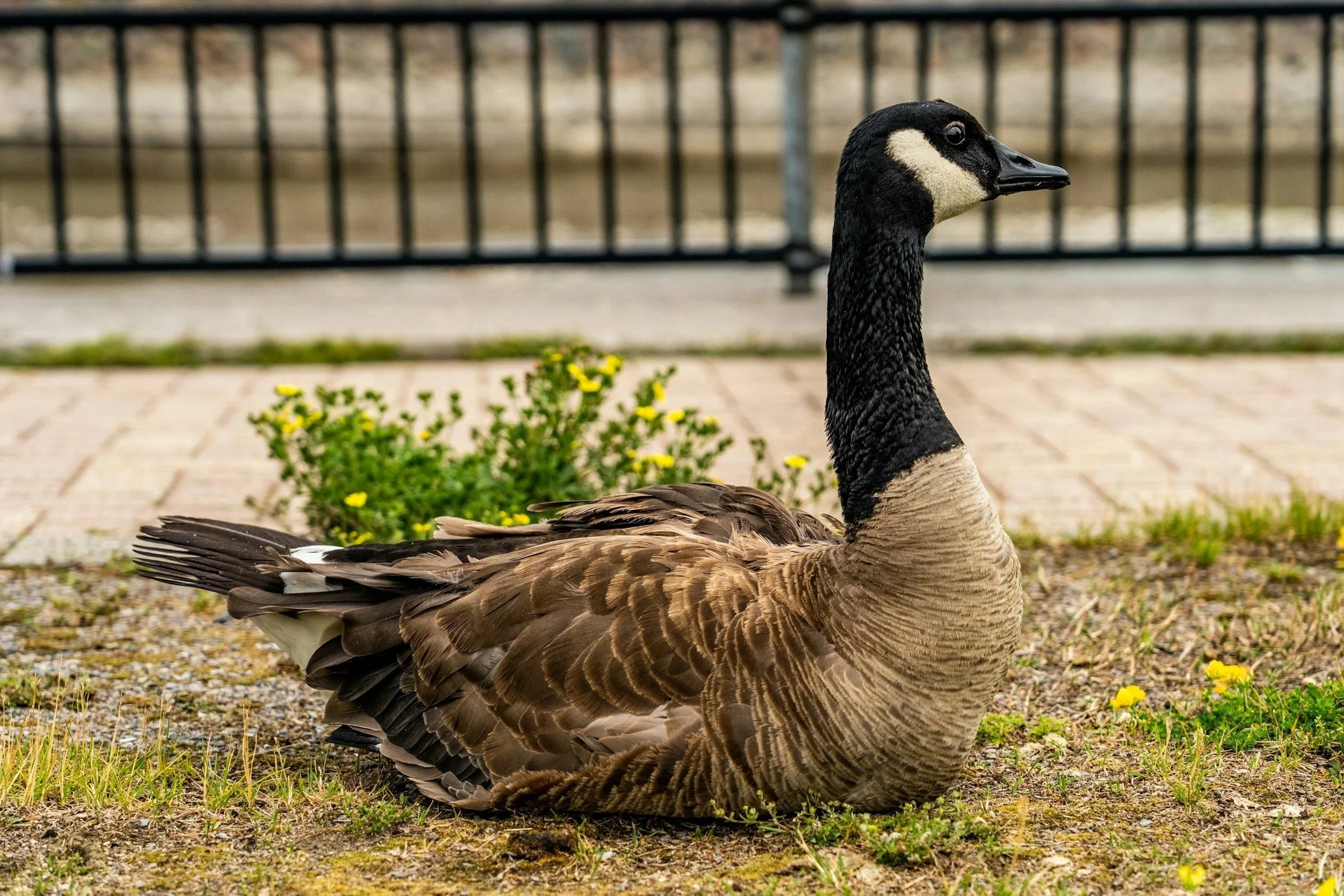Lessons From Mother Goose and her children