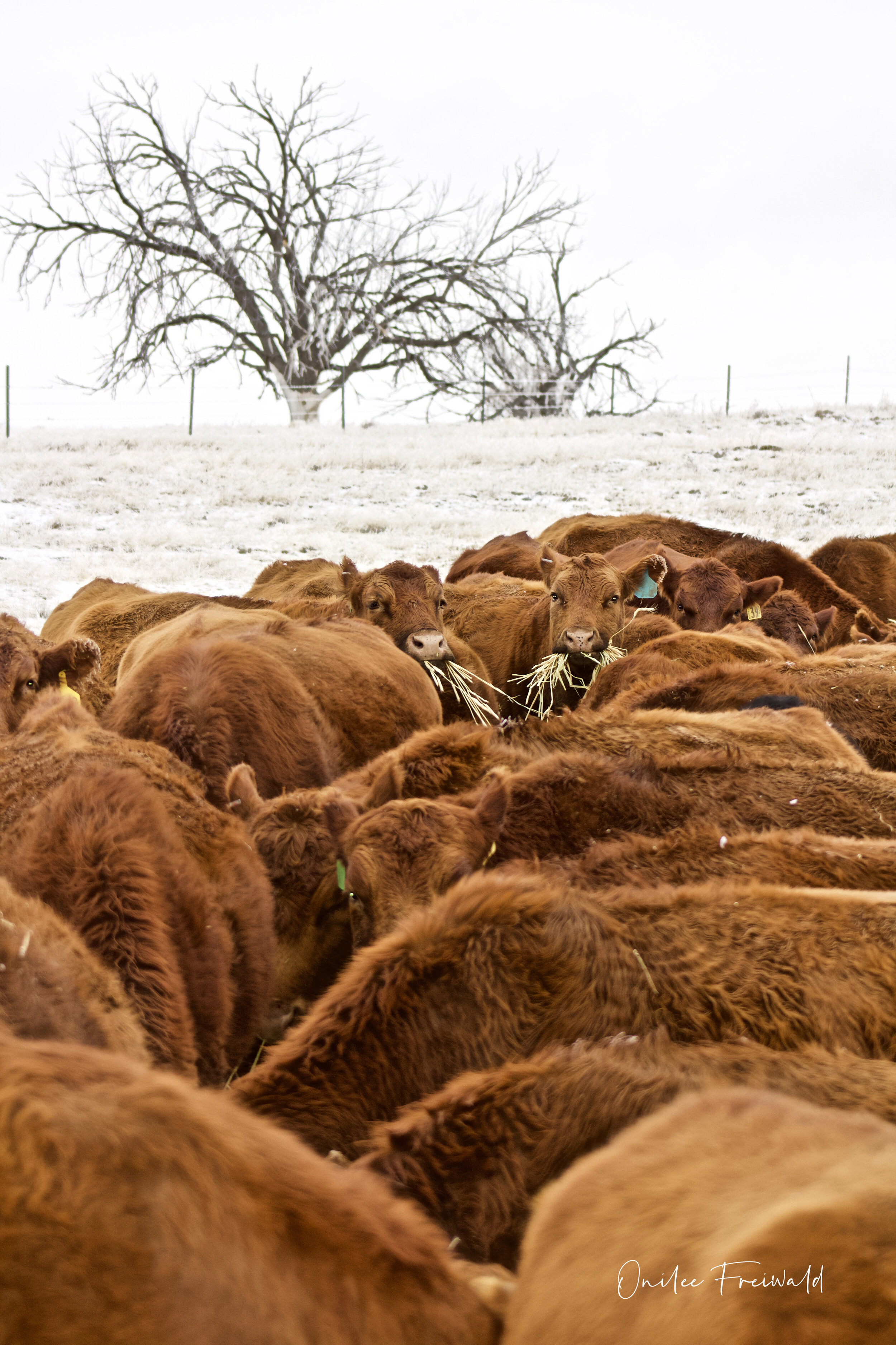 Snow feeding.jpg