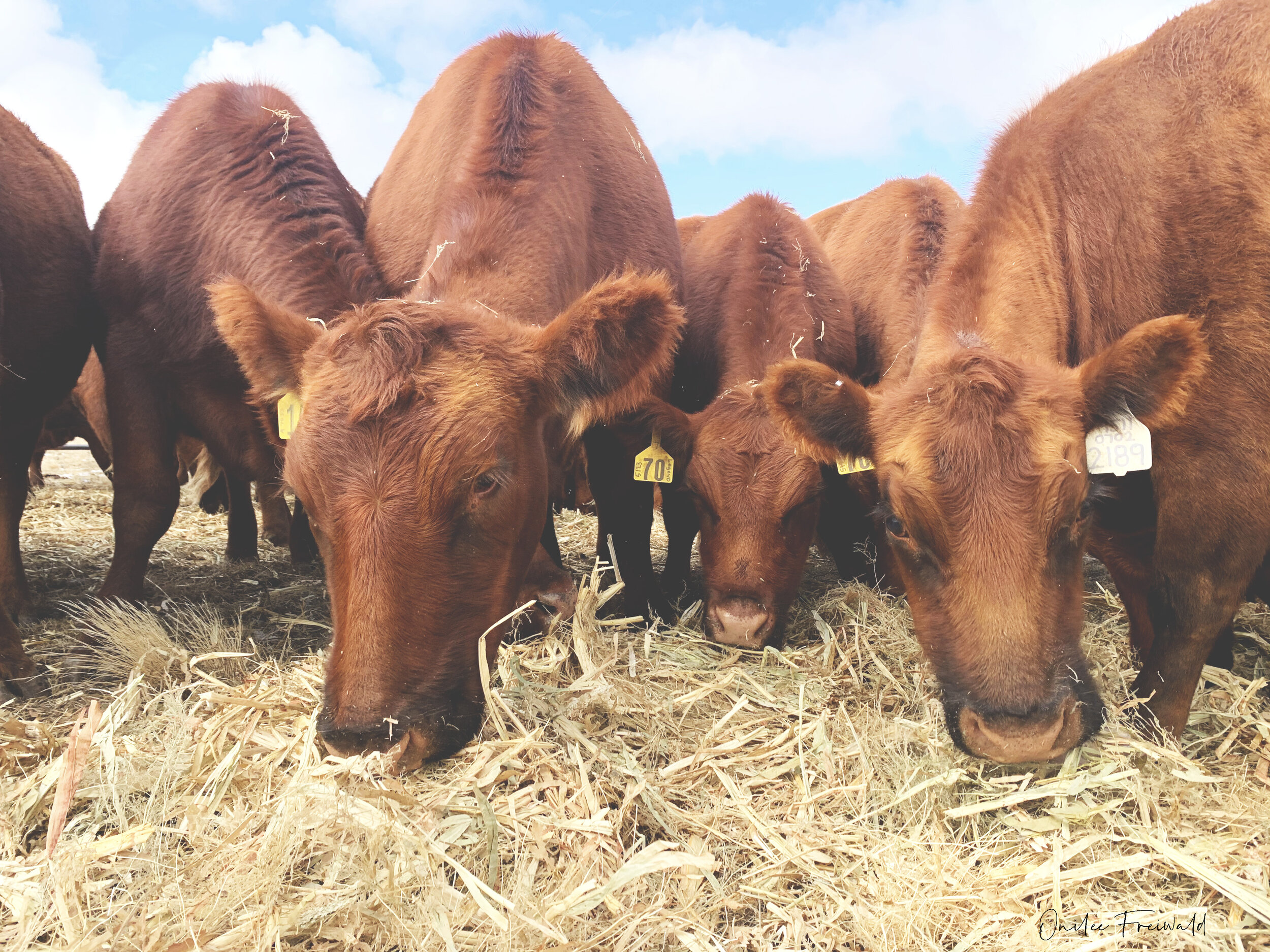 Hay feeding-cows.jpg