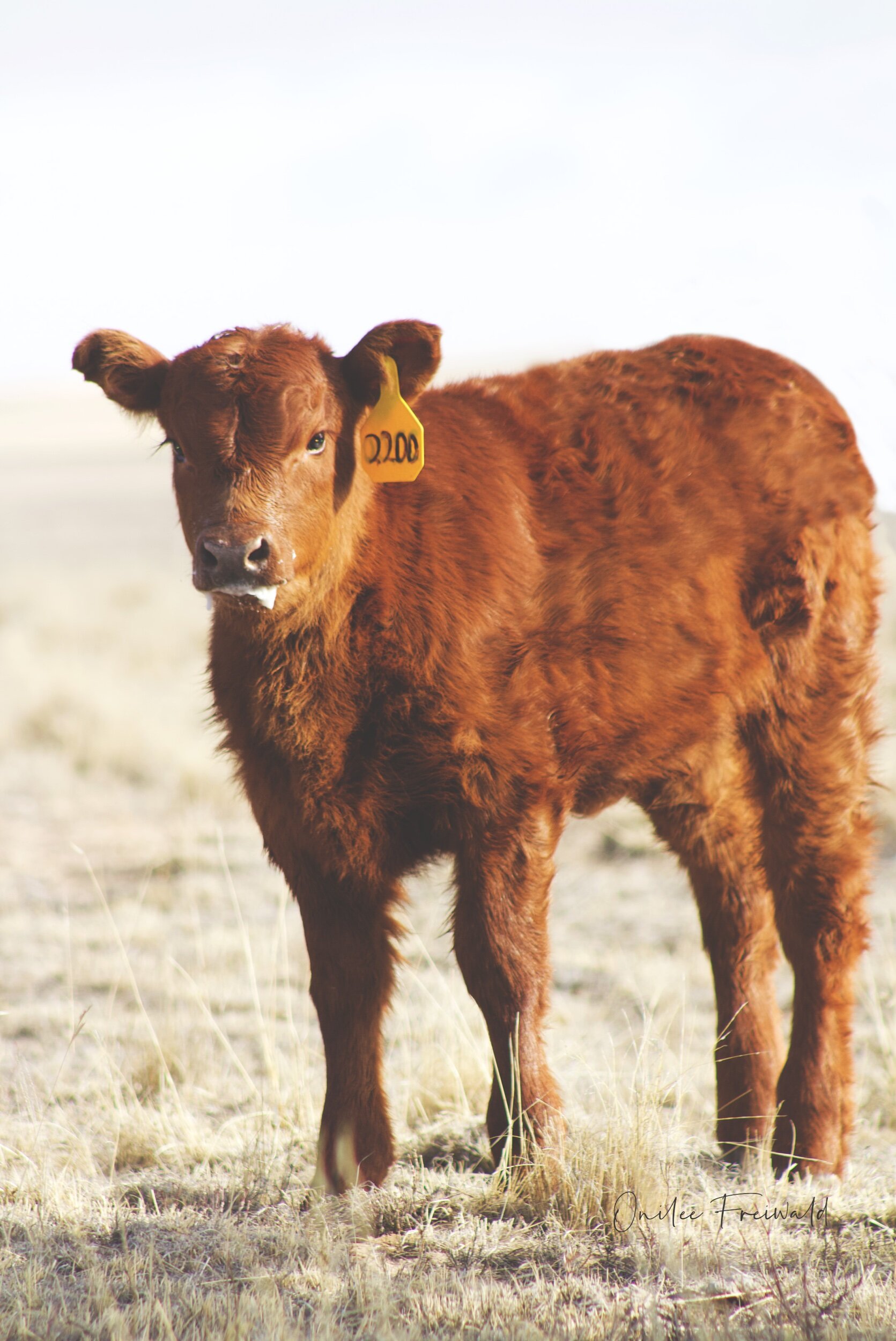 calf w milk beard.jpeg