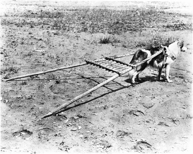 Pre-Colonial Times; A Dog’s Role