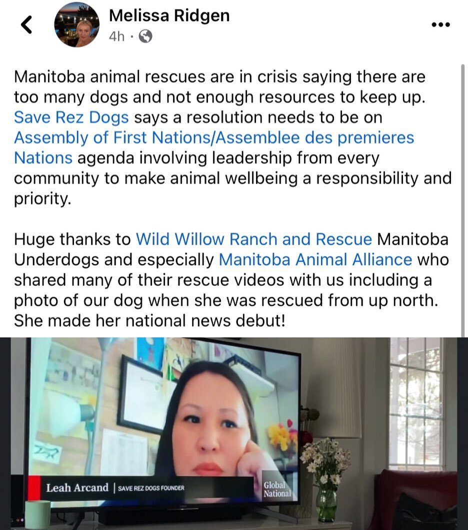 Save Rez Dogs made it on Global National News tonight - thank you to Melissa Ridgen for covering the animal rescues state of emergency story in MB. 👏🏽 🐾

Not me calling on all the chiefs to start taking responsibility! 😌 @assemblyoffirstnations p