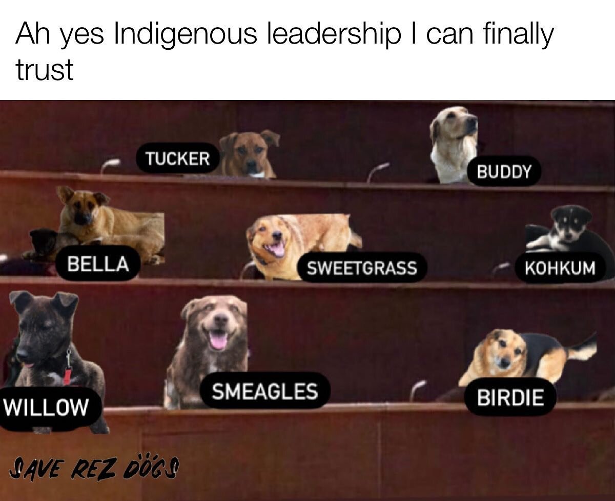 Shout out to all our rez dogs for showing true leadership, love, strength, and resiliency! 🐶🤎🐾

*All rez dogs featured were either our first fosters and rescues! 🐾❤️

#saverezdogs #loverezdogs #rezdogs #firstnations #dogleadership