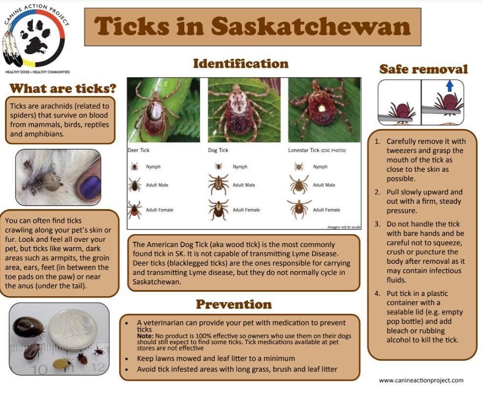♻️ @canineactionproject &bull; Tick season is here with the warm weather! 🪲Start checking your pets.

We&rsquo;ve had an unseasonably warm winter season and ticks can become active as soon as the weather hits 4C and warmer. Ticks like to hang out in