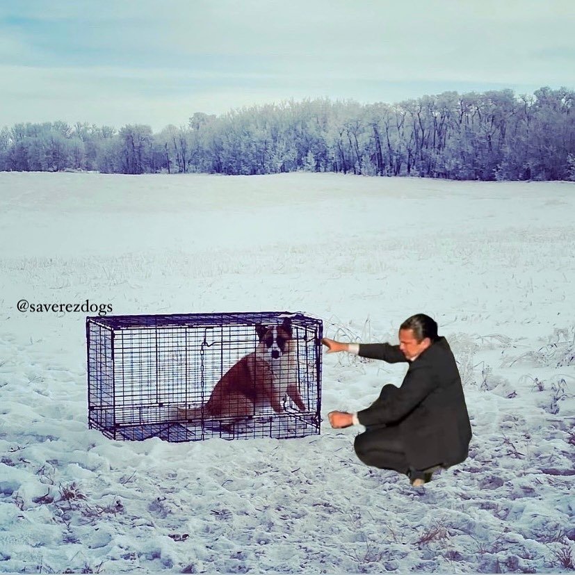 Wab Kinew helping us catch feral dogs! 🐶🤎🐾
@wabber 
#saverezdogs #loverezdogs #rezdogs #wabkinew