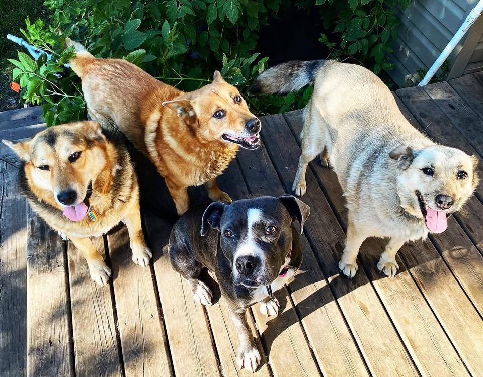 Thank you to Bailey Michelle for sharing her cool pack with us! We wish you and all your babies so much love &lt;3

Our pack, &ldquo;the Muttley Cr&uuml;e&rdquo;
left to right:
Old Boy (Shoal Lake), Bear (La Loche), Pepper (La Loche) and Nike (Shoal 