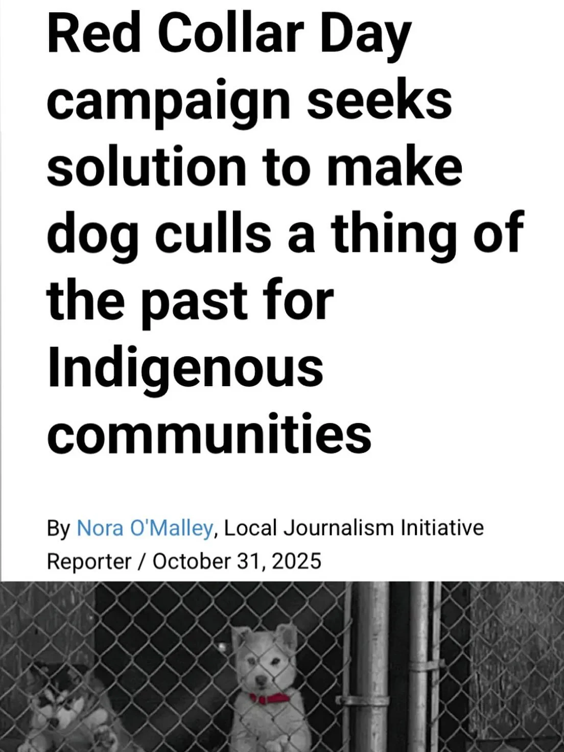 Nov. 1, 2025, marks the first Red Collar Day, a national day for truth, healing and shared responsibility, to ensure every community has the care, infrastructure, and respect needed to make dog culls, and the grief they cause, a thing of the past, sa