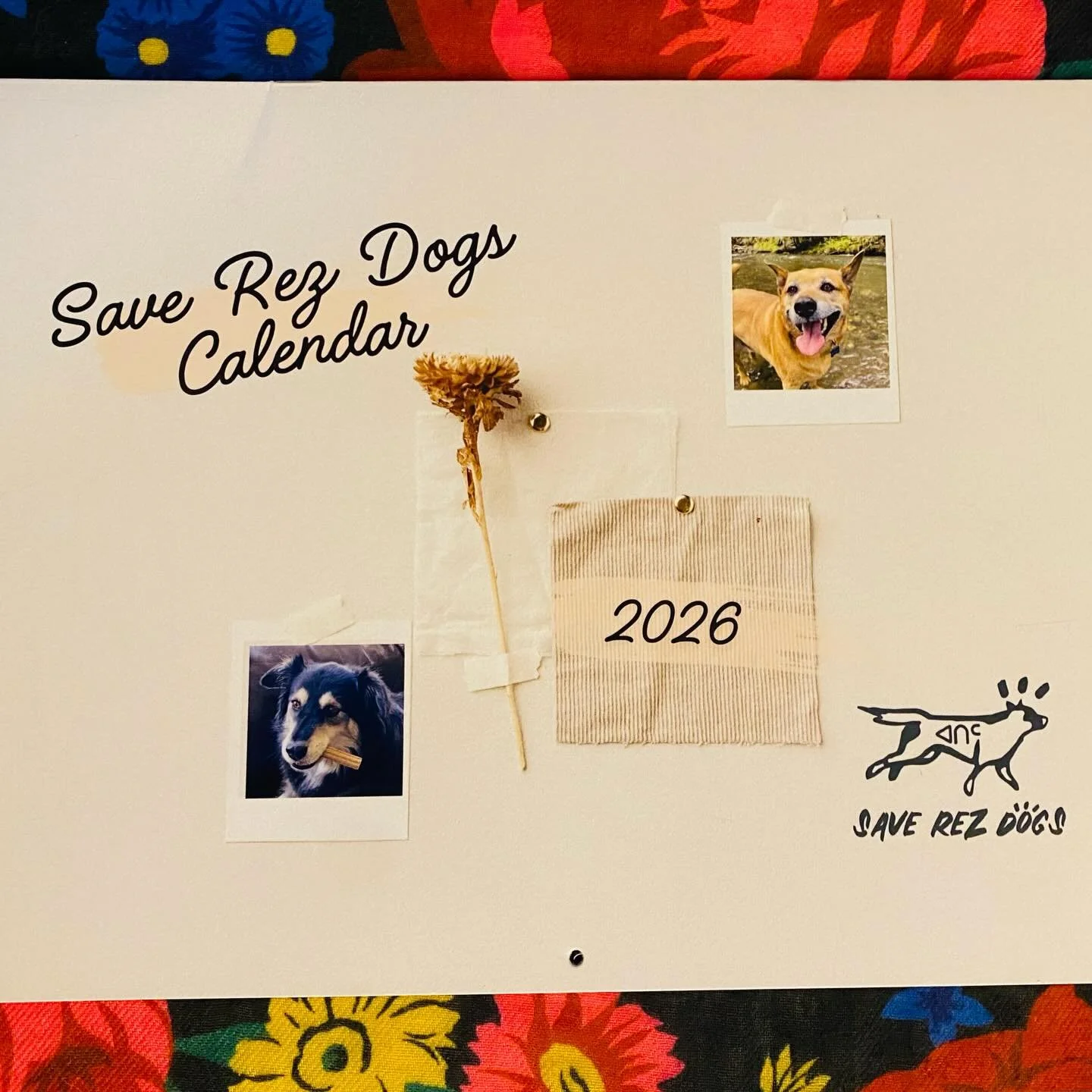 ✨2026 Save Rez Dogs 🗓️ &bull; Collect our 6th calendar!

16 left in stock!
$25 + shipping
If you submitted your dog&rsquo;s pic, they&rsquo;re included 🐾

Link in bio to order! 
Thank you for submitting and sharing your beautiful rez dogs with us! 