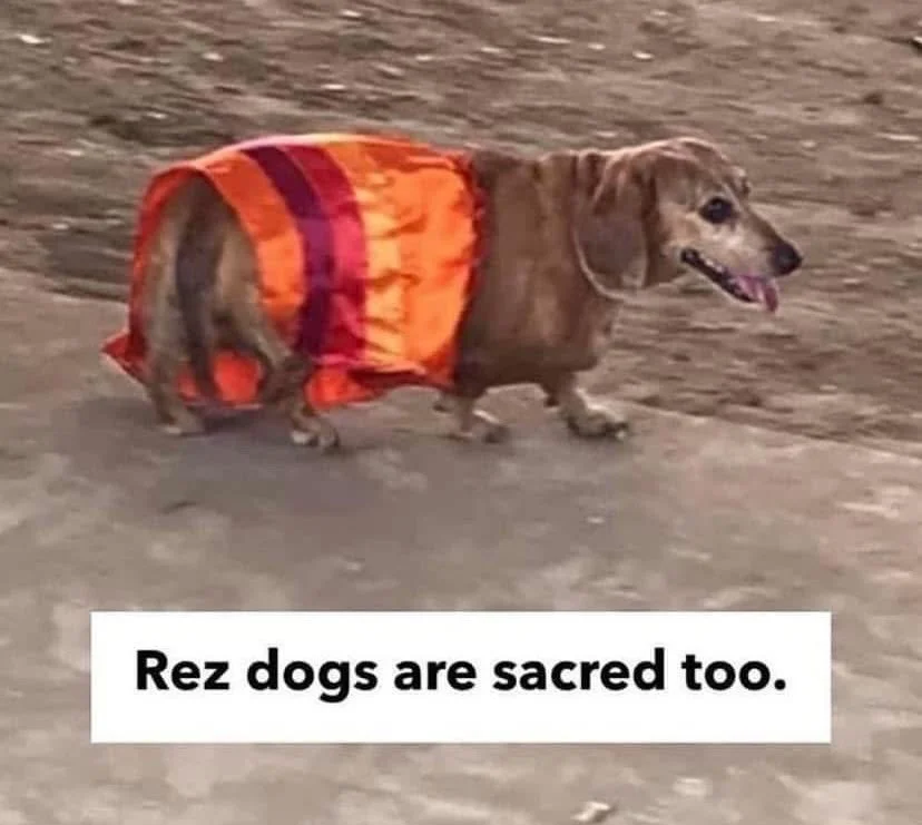 🤎 January 4th - National Ribbon Skirt Day in Canada.

*THIS IS ROSIE!! 🥰😍🤩 Melting our hearts. Thank you to her owner for sharing her vibez with us. ❤️

&bull; www.saverezdogs.com &bull;

#saverezdogs #loverezdogs #rezdogs #firstnations #animalwe