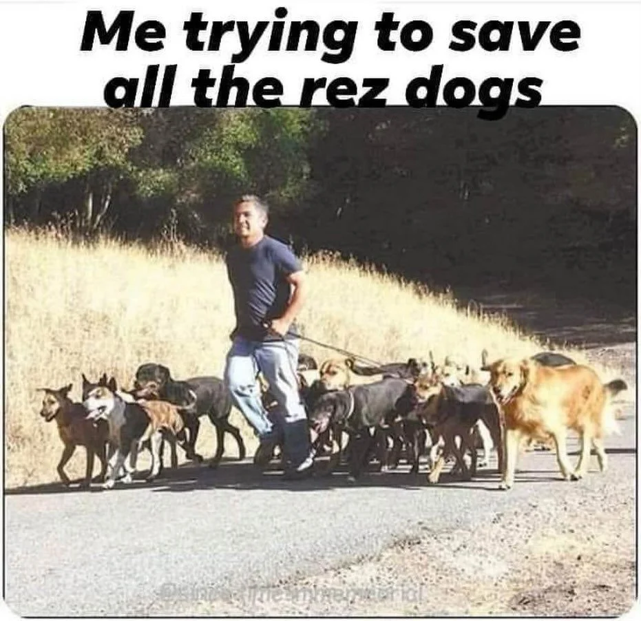 Literally me before launching Save Rez Dogs online. 😂🤎

While I was teaching on the rez in 2017, I was also fostering and fundraising for our community dogs, to help make our school and villages safer for community members. 

I never became a rescu