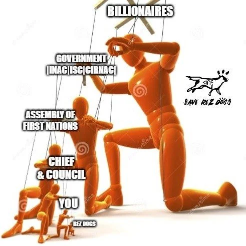 Everyone debates who to blame at the bottom.

Meanwhile, the real solution, resources for animal welfare, still isn&rsquo;t funded.