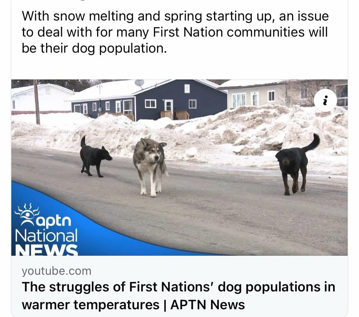In many communities, dogs that make it through winter are still at risk in spring (of being shot) if there&rsquo;s no long-term management plan in place. 
This cycle repeats every year. 

This is exactly why we keep pushing for prevention and communi