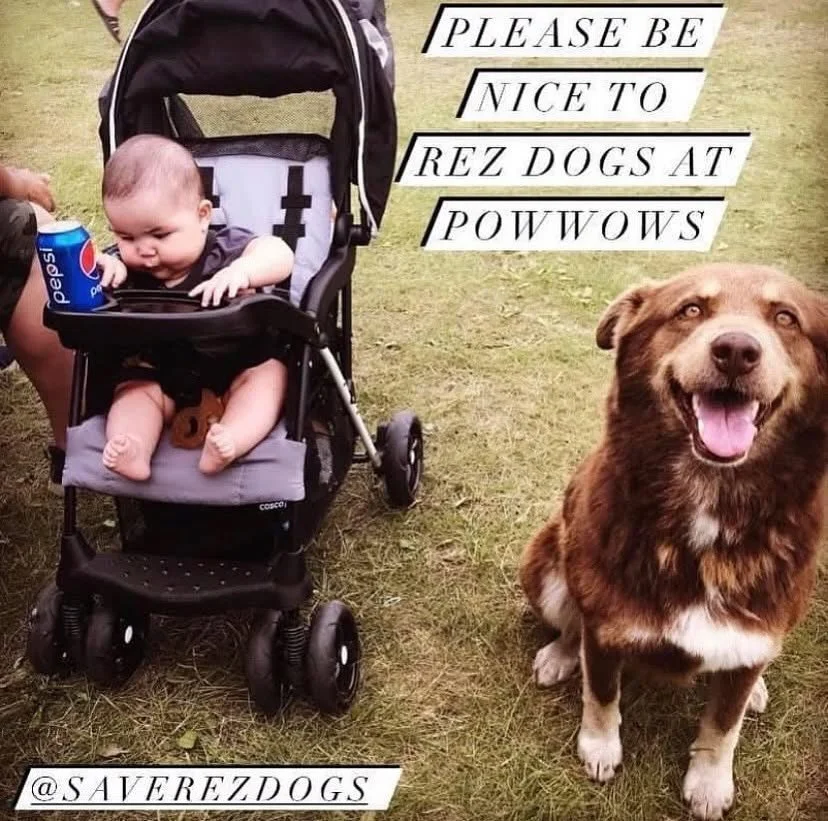 If rez dogs aren&rsquo;t allowed at powwows, that&rsquo;s okay. But if one wanders onto the grounds, it can still be treated with respect, not like a pest. 🤎

If you&rsquo;re on the powwow trail this summer, (which is open for everyone to be a part 