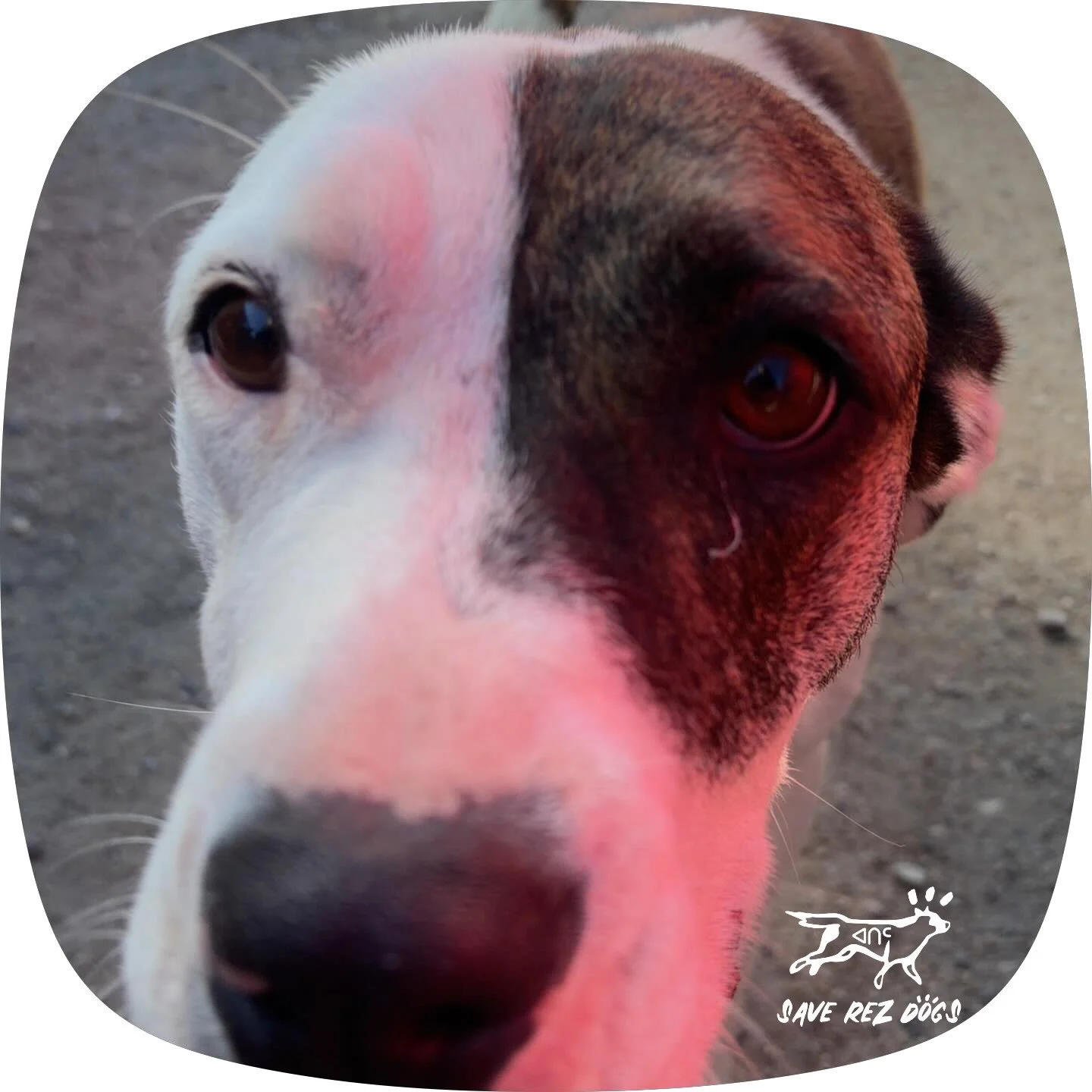 BOOP! 🐶🤎 You&rsquo;ve been kissed by Sarge from Mosquito Grizzly Bear&rsquo;s Head Lean Man First Nation. 🥹🐾
Sorry, we don&rsquo;t make the rules. You&rsquo;re his now. 😂
Happy International Dog Day from Sarge &amp; Save Rez Dogs!
Now go kiss yo
