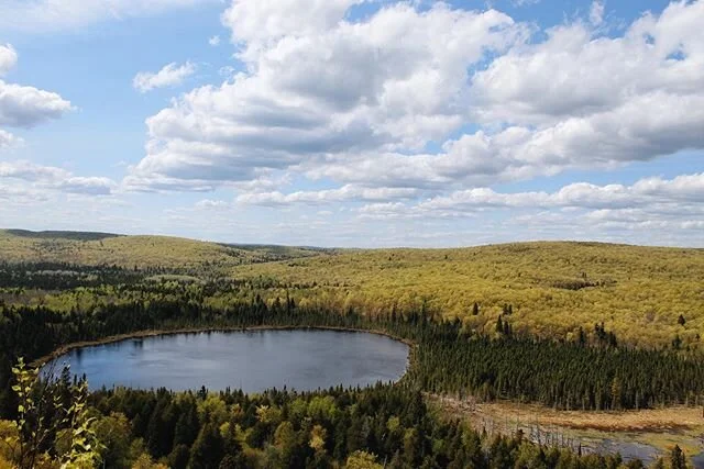 Meet my ideal ecosystem. I&rsquo;ve been daydreaming about it. A little boggy lake tucked away up nort. Surrounded by conifers. Signs of beavers living nearby. I just wanna dive right in😍