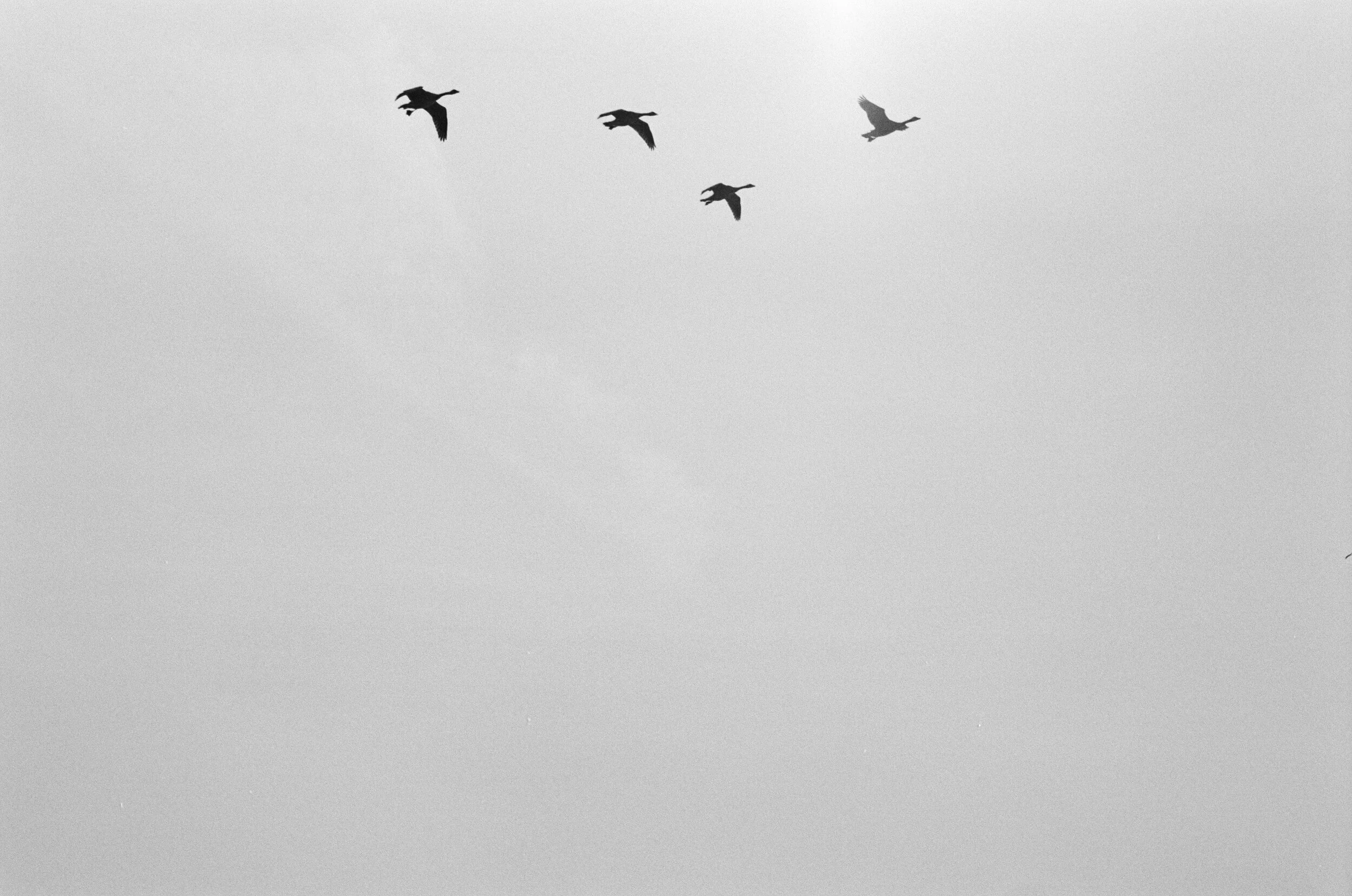 60BE5514-530A-44BE-917C-6C07A25A7C16_1_201_a.jpeg
