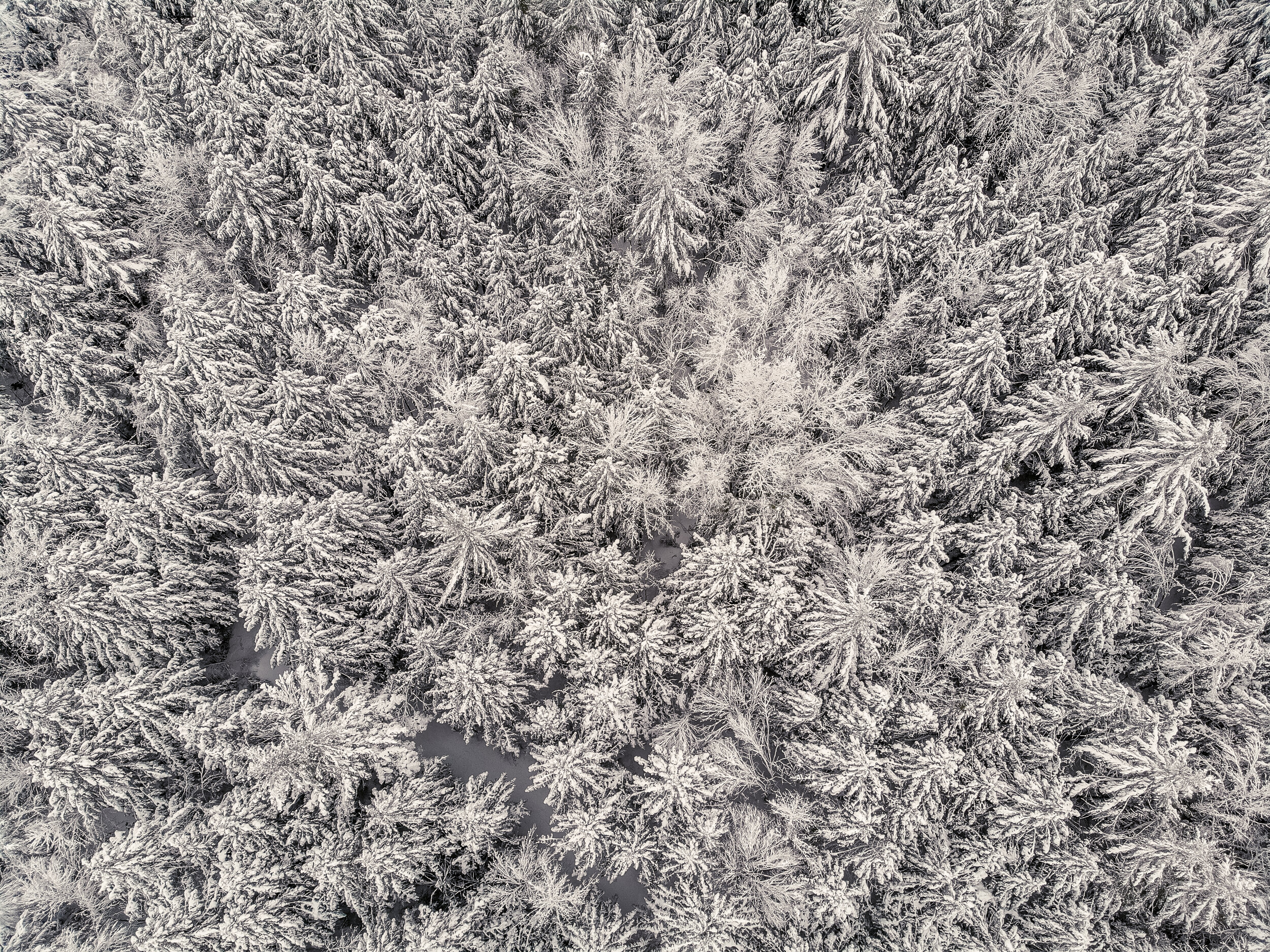 Snow Frosted Trees