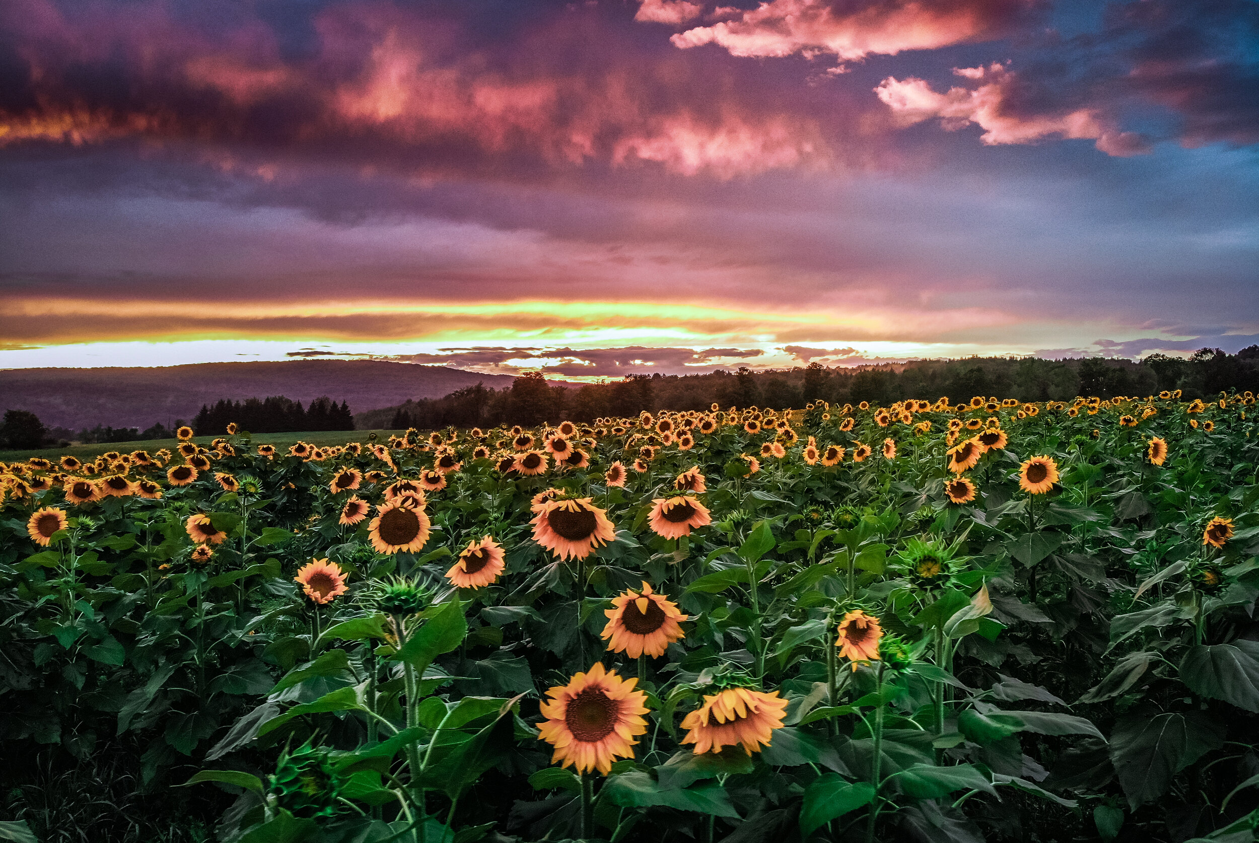 A field of Sunflowers in Vermont