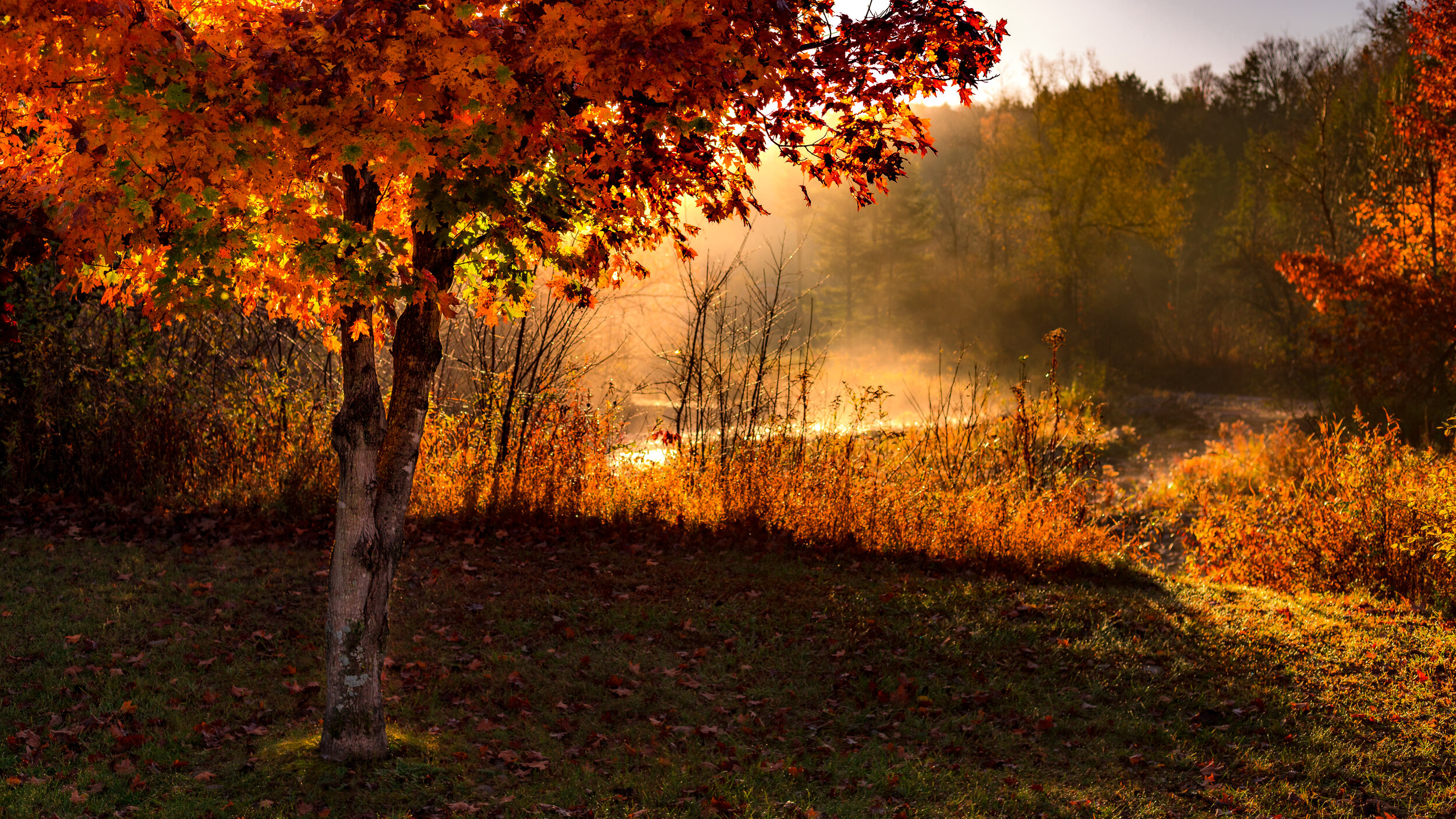Fall sunrise through the trees in Underhill