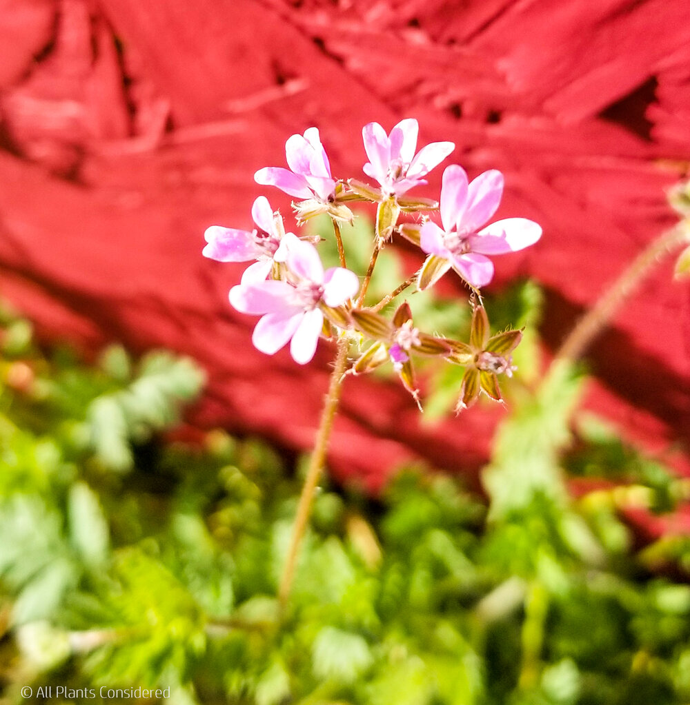 Red Stem Filiree flower L.jpg