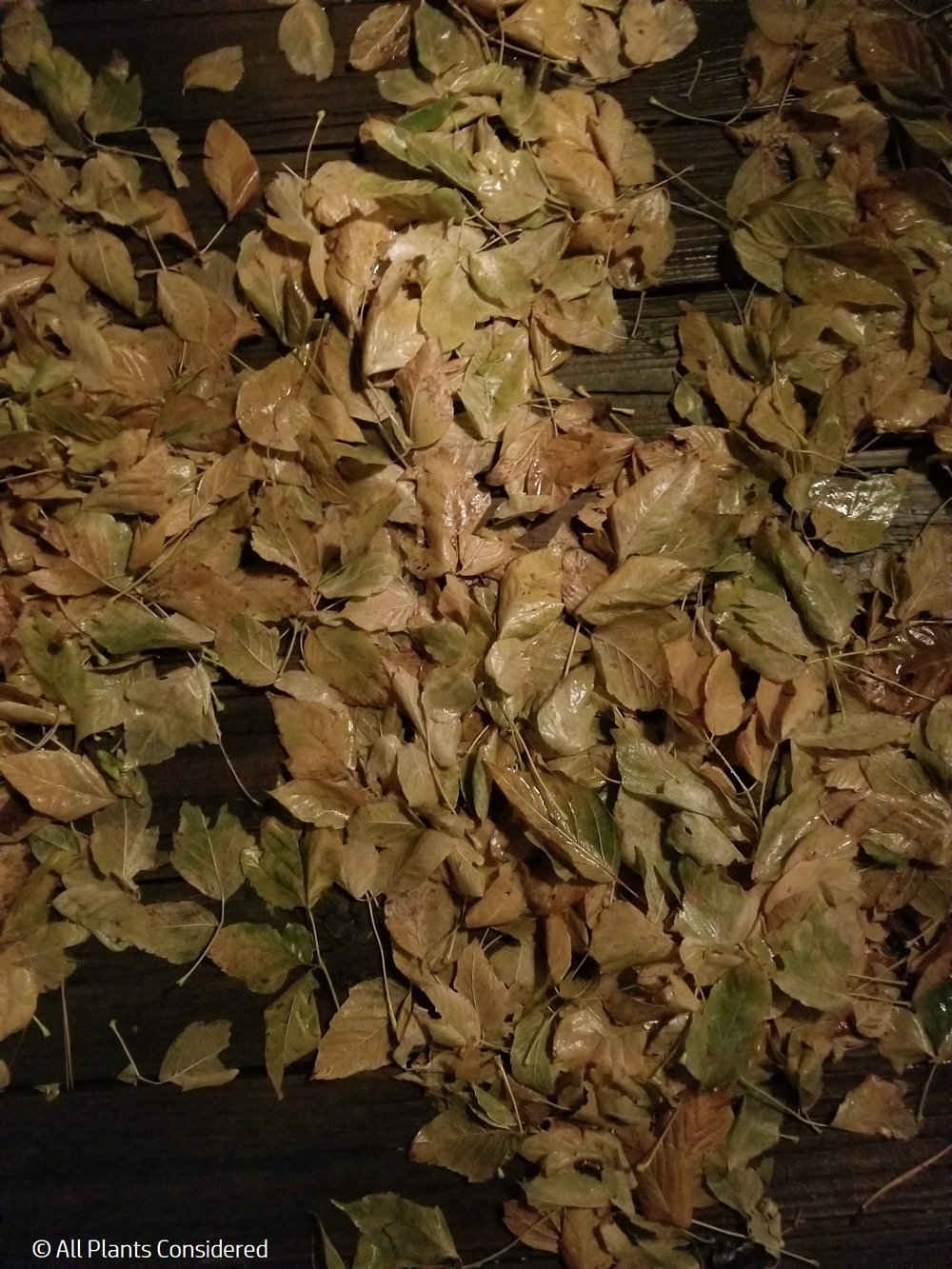 Box Elder fallen leaves.jpg