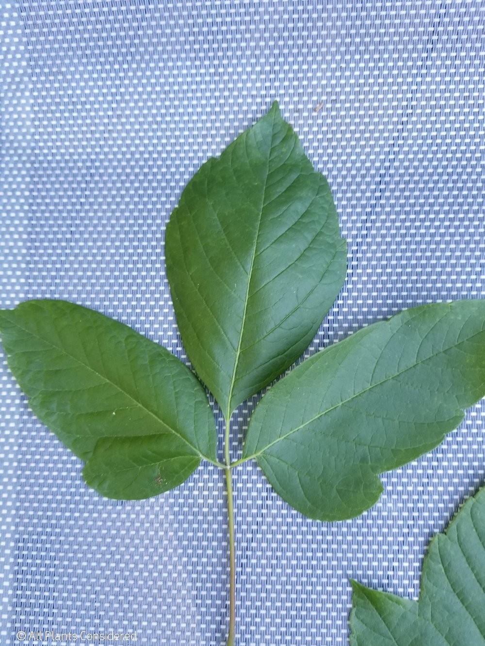 Box Elder Leaf Morphology 1.jpg