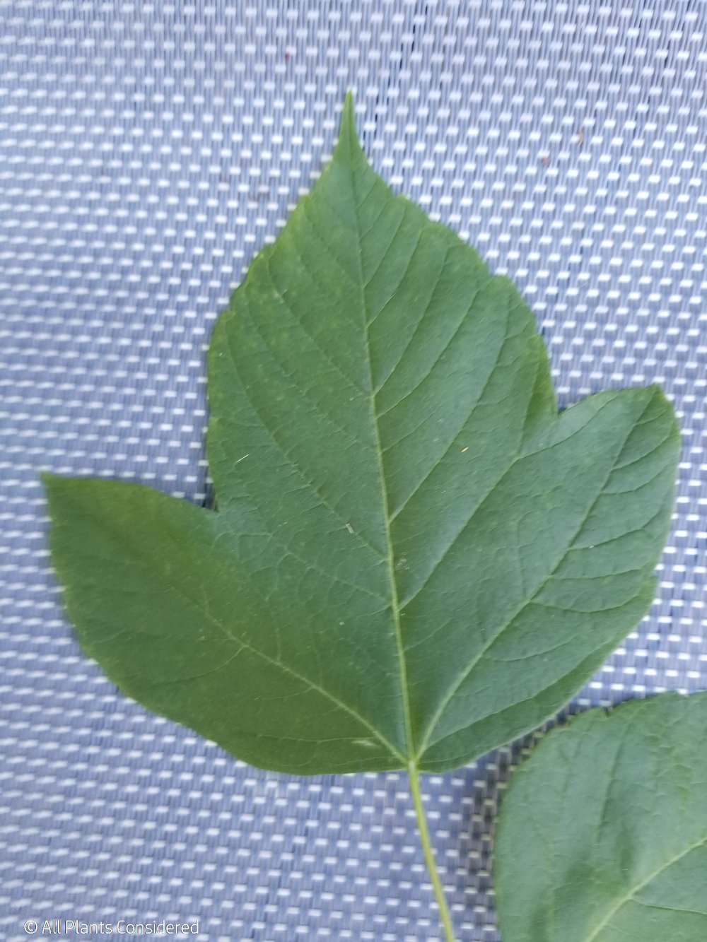 Box Elder Leaf Morphology 2.jpg