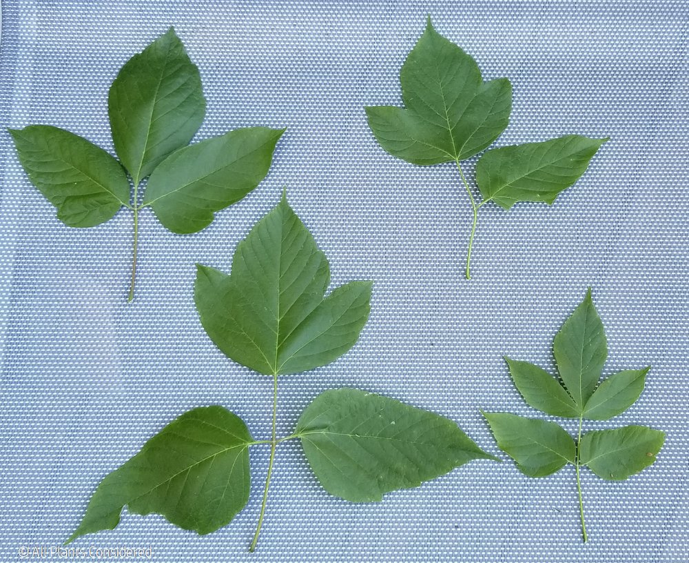 Box Elder Leaf Morphology 5.jpg